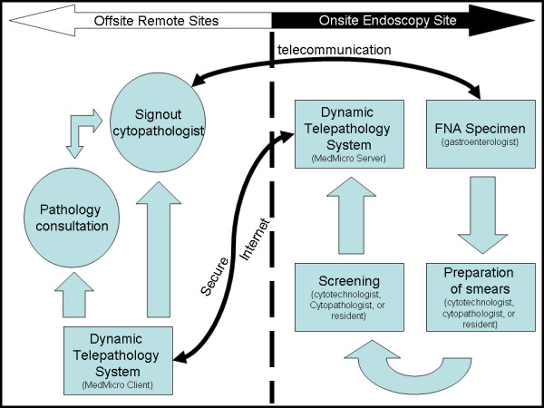 Work Flow. Figure 4 shows the telepathology workflow which starts at the FNA aspiration by the gastroenterologist. The specimen is then prepared and corresponding slides are prescreened. Real-time interpretation of the slides can then be performed from single or multiple end user cytopathologists who may diagnosis as solo or as a consensus group. Results can then be given by telephone or intercom to the gastroenterologist onsite. This work diagram can be implemented in most any geographic situation