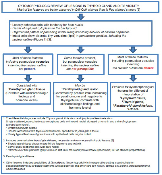 Algorithm to guide broader cytomorphological interpretation of cytology preparations of the lesions in the vicinity of or in thyroid gland (with reference to parathyroid gland tissue/lesions)