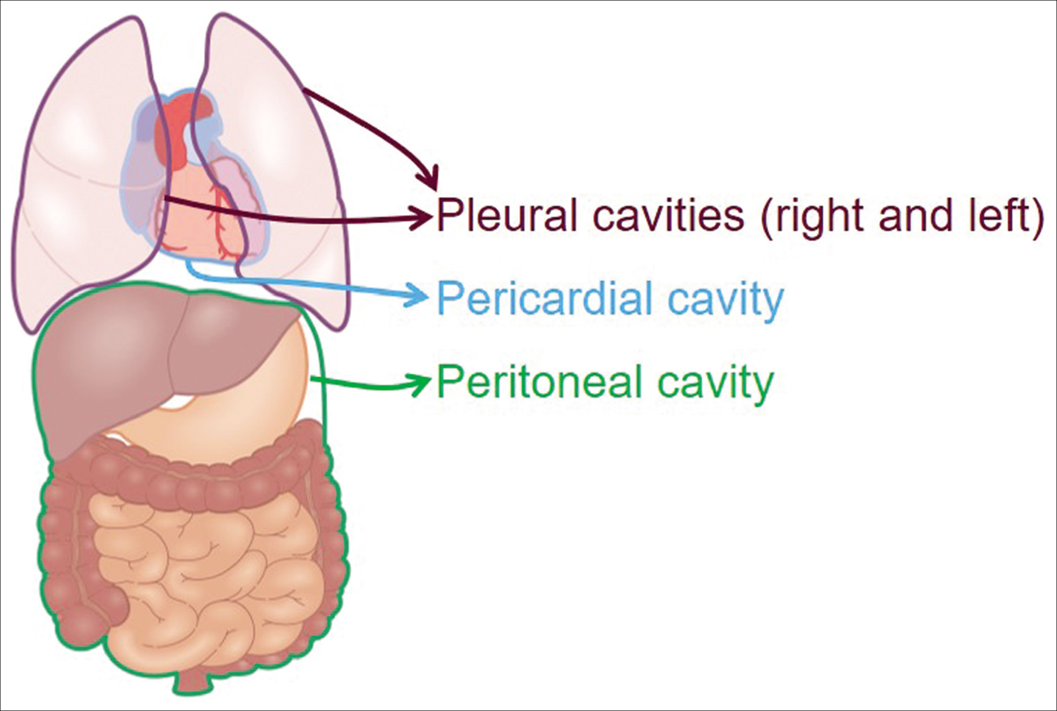 Four major serous cavities.