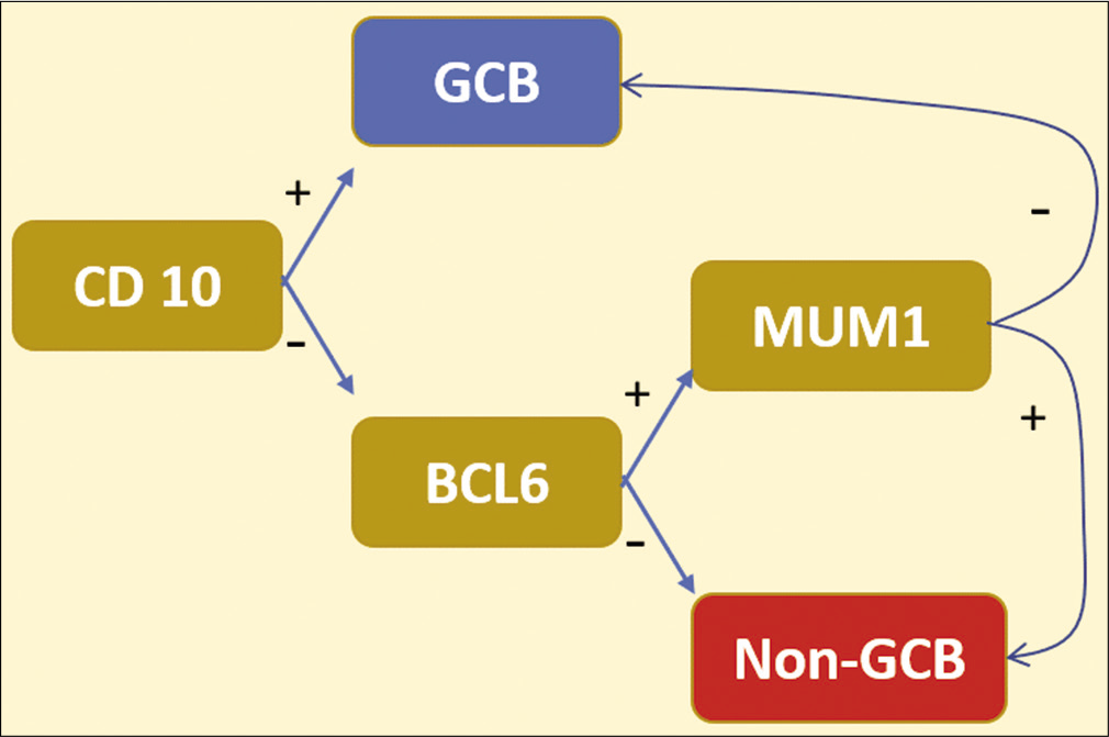 Hans algorithm: CD10 with BCL-6 as germinal center markers. MUM1 is activated in post-germinal center B-cells (post-GCB). ~80% concordance with the gene expression profiling classification of DLBCL.