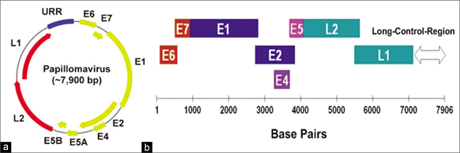 (a) Schematic representation of the genomic organization of HPV. (b) Linear representation of HPV 16 genome (open reading frame).[7]