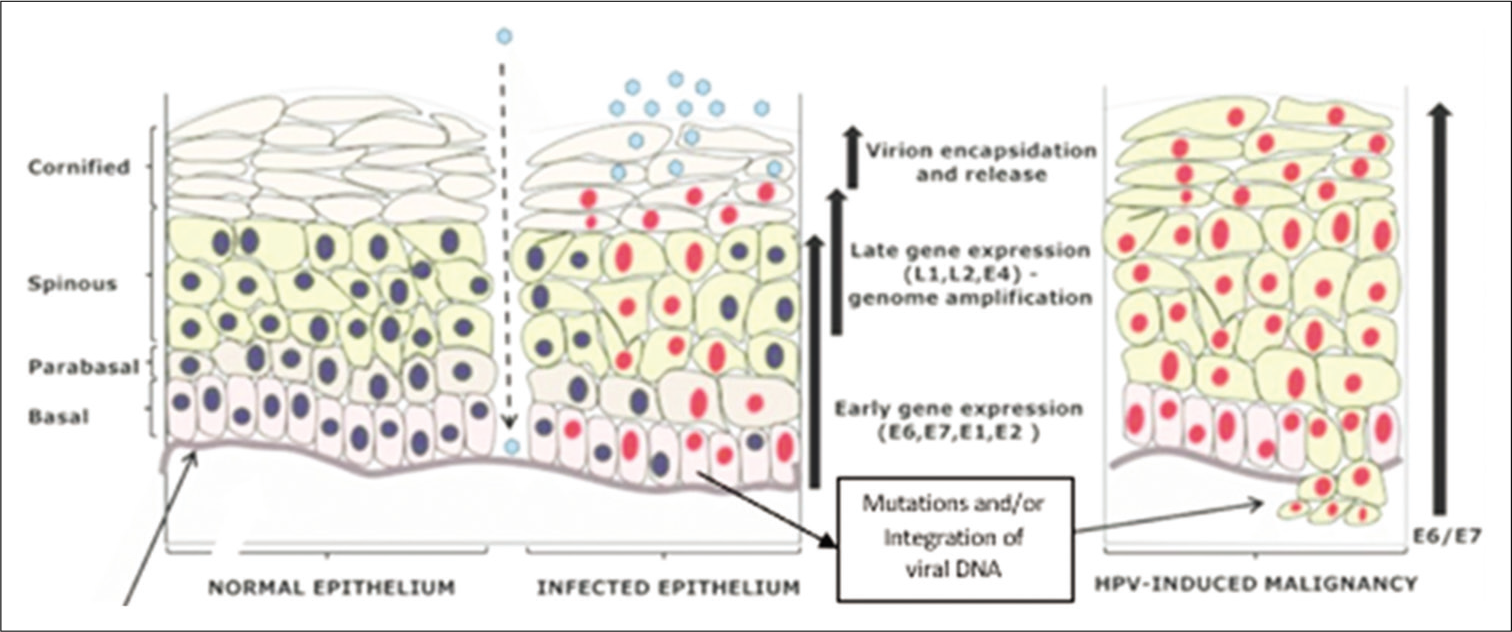 The HPV life cycle.[14]