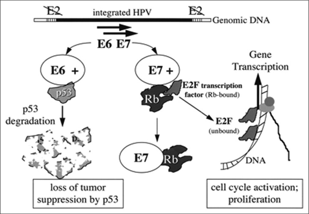 Mechanism in high-risk viruses.[17]