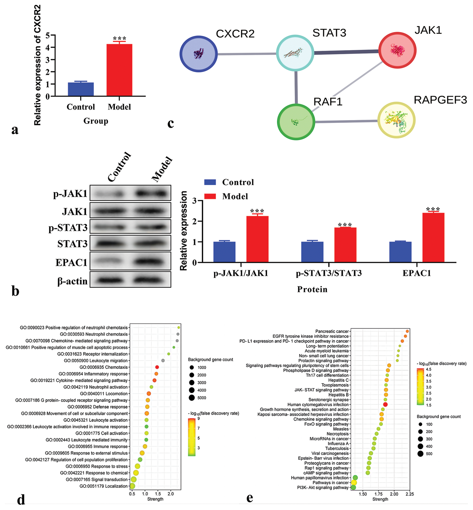 Expression and biological function of C-X-C motif chemokine receptor 2 (CXCR2) in chronic post-surgical pain model. (a) The expression of CXCR2 using real-time polymerase chain reaction. (b) The expression of p-Janus Kinase (JAK), JAK1, p-signal transducers and activators of transcription (STAT), STAT3, and exchange protein 1 directly activated by cAMP (EPAC1) using western blot. (c) Protein-protein interaction network of CXCR2. Line thickness indicates the strength of data support. (d) Gene ontology analysis of CXCR2. (e) Kyoto encyclopedia of genes and genomes pathway enrichment analysis of CXCR2. ***P < 0.001 versus Control.