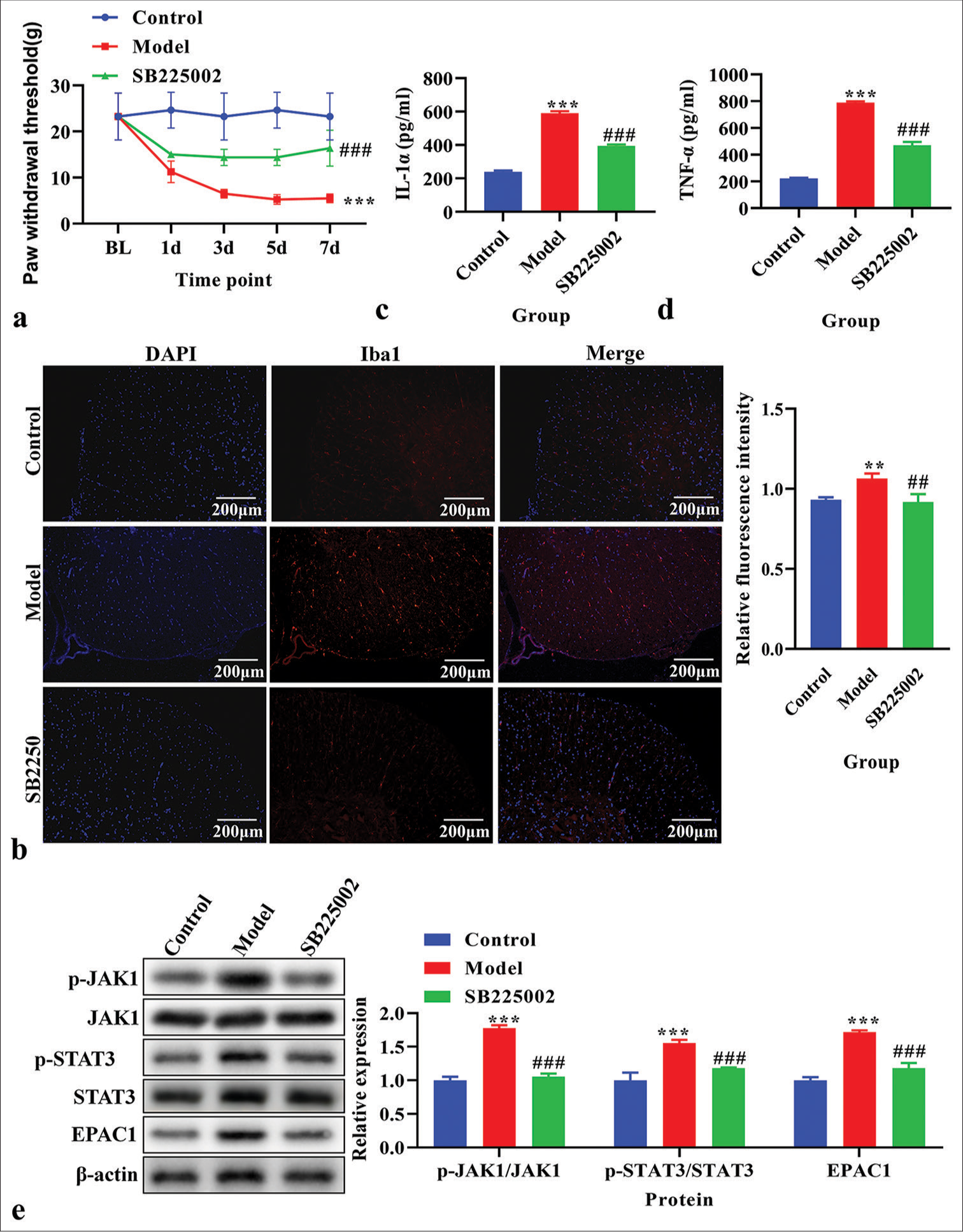 The effects of inhibition of C-X-C motif chemokine receptor 2 on paw withdrawal threshold (PWT), the level of Ionized calcium binding adaptor molecule 1 (Iba1) , interleukin (IL)-1α, and tumor necrosis factor-α (TNF-α), and Janus Kinase (JAK)/signal transducers and activators of transcription (STAT) signaling pathway in vivo. (a) PWT. (b) The expression of Iba1 using immunofluorescence. Red fluorescence indicates Iba1. Blue fluorescence indicates the nucleus. (c) The level of IL-1α using enzyme-linked immunosorbent assay (ELISA). (d) The level of TNF-α using ELISA. (e) The expression of p-JAK1, JAK1, p-STAT3, STAT3, and exchange protein 1 directly activated by cAMP (EPAC1) using western blot. **P < 0.01***P < 0.001 versus Control, ###P < 0.001 versus Model.