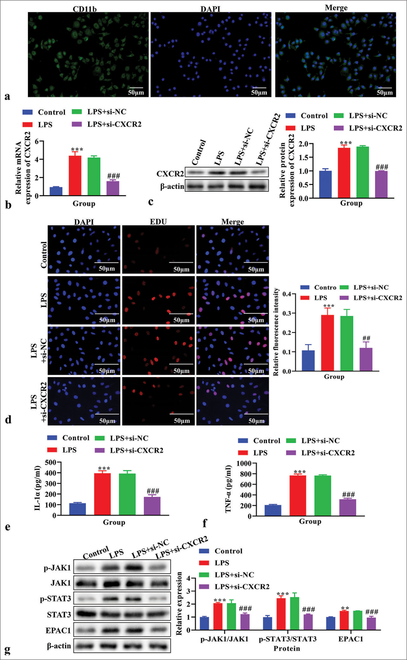 The effects of knockdown C-X-C motif chemokine receptor 2 (CXCR2) on cell proliferation, the level of interleukin (IL)-1α and tumor necrosis factor-α (TNF-α), and Janus Kinase (JAK)/signal transducers and activators of transcription (STAT) signaling pathway in vitro. (a) The purity of primary microglia was identified by immunofluorescence. Blue signal indicates nuclei stained with 4’, 6-diamidino-2-phenylindole; the green signal indicates CD11b stained with FITC. (b) The expression of CXCR2 using real-time polymerase chain reaction. (c) The expression of CXCR2 using western blot. (d) Cell proliferation using 5-ethynyl-2’-deoxyuridine (EdU) assay. (e) The level of IL-1α using enzyme linked immunosorbent assay (ELISA). (f) The level of TNF-α using ELISA. (g) The expression of p-JAK1, JAK1, p-STAT3, STAT3 and exchange protein 1 directly activated by cAMP (EPAC1) using western blot. **P < 0.01, ***P < 0.001 versus Control, ##P < 0.01###P < 0.001 versus LPS+si-NC.