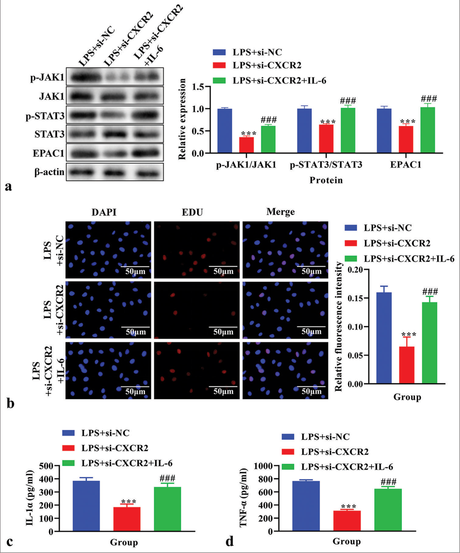 The effects of interleukin (IL)-6 on cell proliferation, the level of IL-1α and tumor necrosis factor-α (TNF-α), and Janus Kinase (JAK)/signal transducers and activators of transcription (STAT) signaling pathway in lipopolysaccharide (LPS)-induced primary microglia cells transfected with siC-X-C motif chemokine receptor 2 (CXCR2). (a) The expression of p-JAK1, JAK1, p-STAT3, STAT3, and exchange protein 1 directly activated by cAMP (EPAC1) using western blot. (b) Cell proliferation using EdU assay. (c) The level of IL-1α using enzyme-linked immunosorbent assay (ELISA). (d) The level of TNF-α using ELISA. ***P < 0.001 versus LPS+si-NC, ###P < 0.001 versus LPS+si-CXCR2.