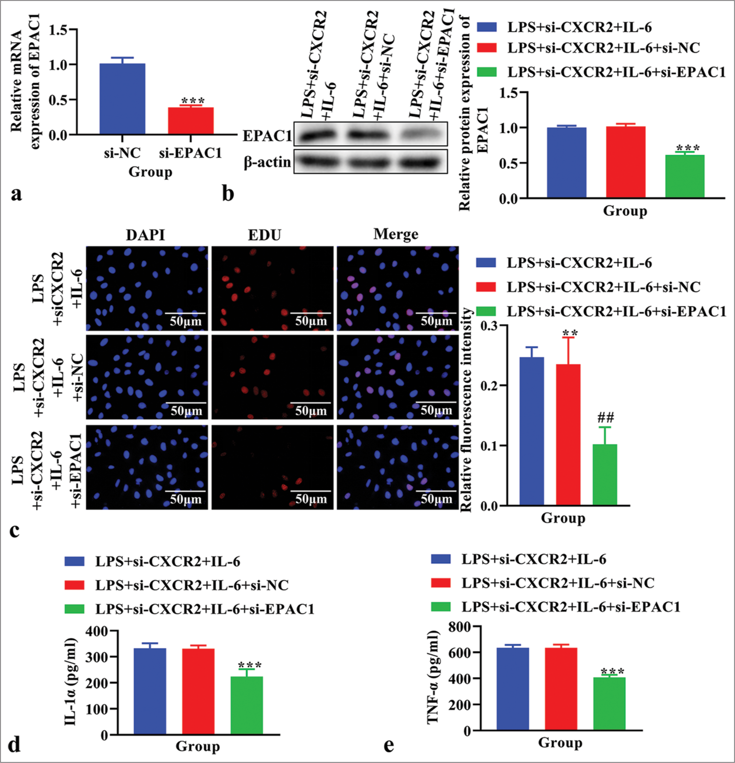 The effects of knockdown exchange protein 1 directly activated by cAMP (EPAC1) on cell proliferation, the level of interleukin (IL)-1α and tumor necrosis factor-α (TNF-α) in lipopolysaccharide (LPS)-induced primary microglia cells treated with si-C-X-C motif chemokine receptor 2 (CXCR2) and IL-6. (a) The expression of EPAC1 using real time polymerase chain reaction. ***P < 0.001 versus si-NC. (b) The expression of EPAC1 using western blot. (c) Cell proliferation using EdU assay. (d) The level of IL-1α using enzyme linked immunosorbent assay (ELISA). (e) The level of TNF-α using ELISA. **P < 0.01 ***P < 0.001 versus LPS+si-CXCR2+IL-6+si-NC. ##P<0.01 versus LPS+si-CXCR2+IL-6+si-NC.