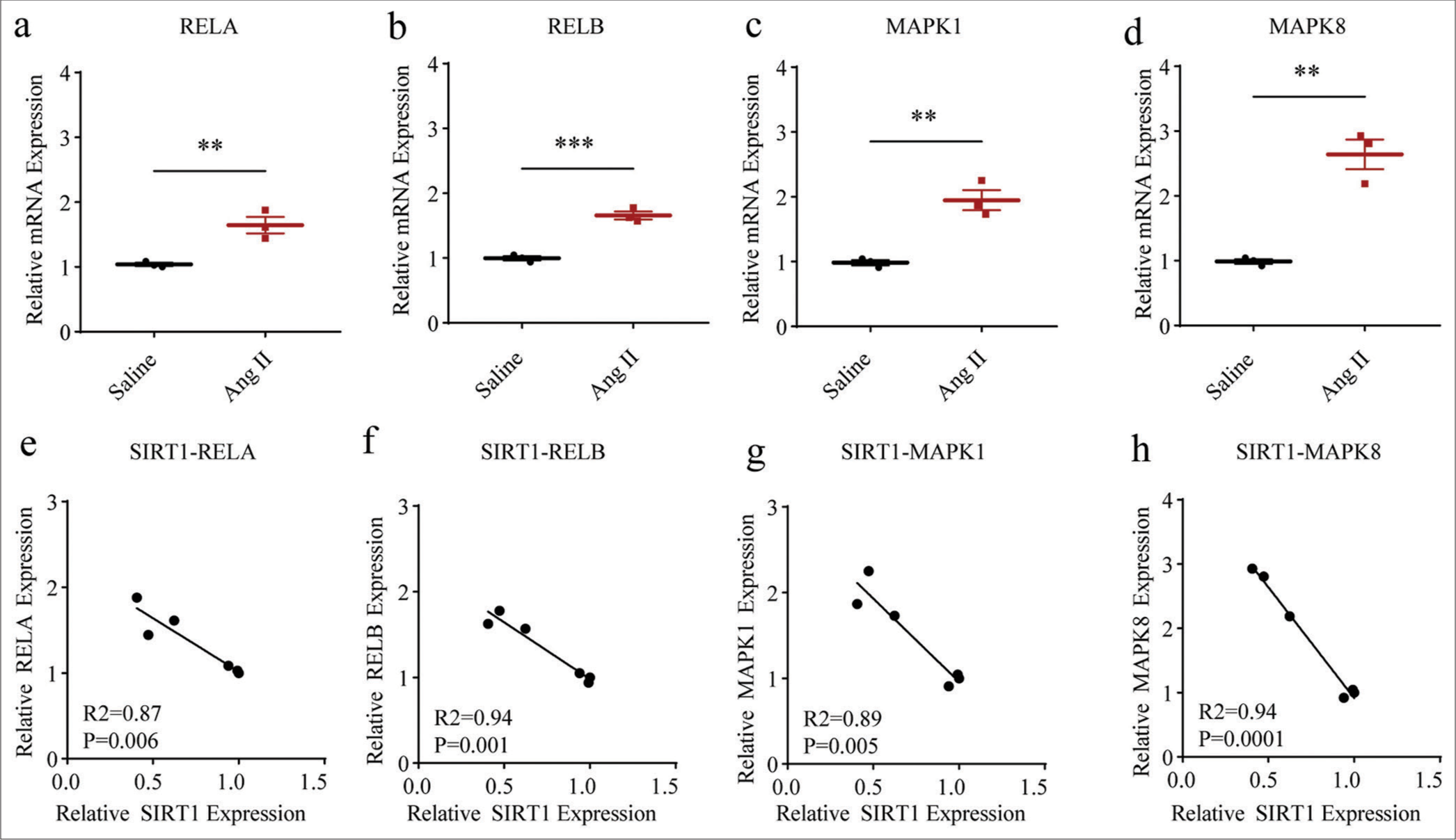 Higher NF-kB- and MAPK-related proteins levels in Ang II-induced HASMCs and the negative correlations between SIRT1 and these proteins. (a-d) qRT-PCR was adopted to assess the difference in the mRNA expression levels of NF-kB- and MAPK-related proteins, including RELA (a), RELB (b), MAPK1 (c), and MAPK8 (d) in HASMCs after Ang II and saline induction. (e-h) Correlations between SIRT1 and NF-kB- and MAPK-related proteins in Ang II-induced modeled or saline-treated HASMCs, as revealed by Pearson’s correlation test. All experimental data were derived from over three independent tests and expressed as mean ± standard deviation. (**P < 0.01, ***P < 0.001. SIRT1: Sirtuin 1, Ang II: Angiotensin II, HASMCs: Human aortic smooth muscle cells, MAPK: Mitogen-activated protein kinase, NF-kB: Nuclear factor-kappa B, mRNA: Messenger RNA, qRT-PCR: Quantitative real-time polymerase chain reaction.)