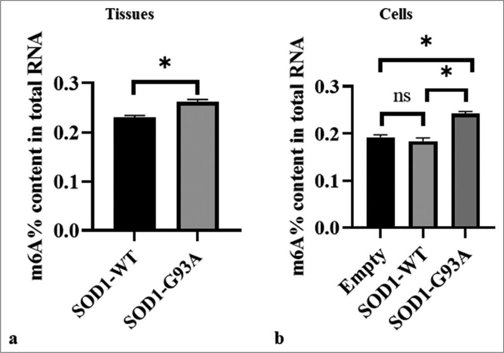 Differences in overall m6A methylation levels in the spinal cord tissue of SOD1-G93A mouse animal model and amyotrophic lateral sclerosis cell model. (a) Samples were tissue types. The vertical axis represents the m6A% content of the total RNA, and the horizontal axis denotes various groupings. (b) Samples comprised cell types. The vertical axis represents the m6A% content of the total RNA, and the horizontal axis denotes different groupings. The three groups showed significant differences (ns: no significant difference, *P < 0.05). SOD1-G93A /SOD1- WT: Superoxide Dismutase 1 -G93A mutant/Superoxide Dismutase 1-wild-type.