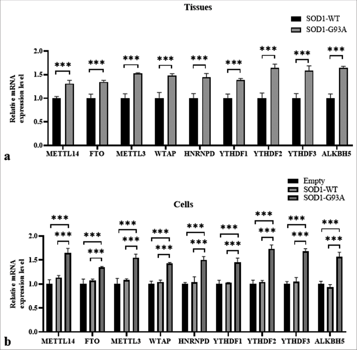 Differences in gene expressions of m6A methylation-related regulatory molecules found in the spinal cord tissue of SOD1-G93A mouse model and amyotrophic lateral sclerosis cell model. (a) Samples were tissue types. The vertical axis represents relative mRNA expression levels, and the horizontal axis denotes genes. (b) Samples were cell types. The vertical axis represents mRNA relative expression levels, and the horizontal axis denotes genes (***P < 0.001). (METTL14: methyltransferase-like 14; FTO: Fat mass and obesity-associated protein; METTL3: Methyltransferase-like 3, WTAP: Wilms’ tumor 1-associating protein, HNRNPD: Heterogeneous nuclear ribonucleoprotein D, YTHDF1: YTH N6-methyladenosine RNA binding protein 1, YTHDF2: YTH N6-methyladenosine RNA binding protein 2, YTHDF3: YTH N6-methyladenosine RNA binding protein 3, ALKBH5: AlkB homolog 5, RNA demethylase, GAPDH: Glyceraldehyde-3-phosphate dehydrogenase. SOD1-G93A /SOD1- WT: Superoxide Dismutase 1 - G93A mutant/Superoxide Dismutase 1-wild-type.)