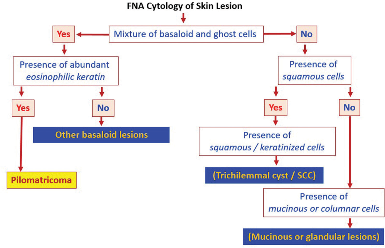 Pilomatricoma fine-needle aspiration alg orithm. SCC: Squamos cell carcinoma The figure was made using the software PowerPoint for Microsoft 365 (2024), Microsoft, USA.