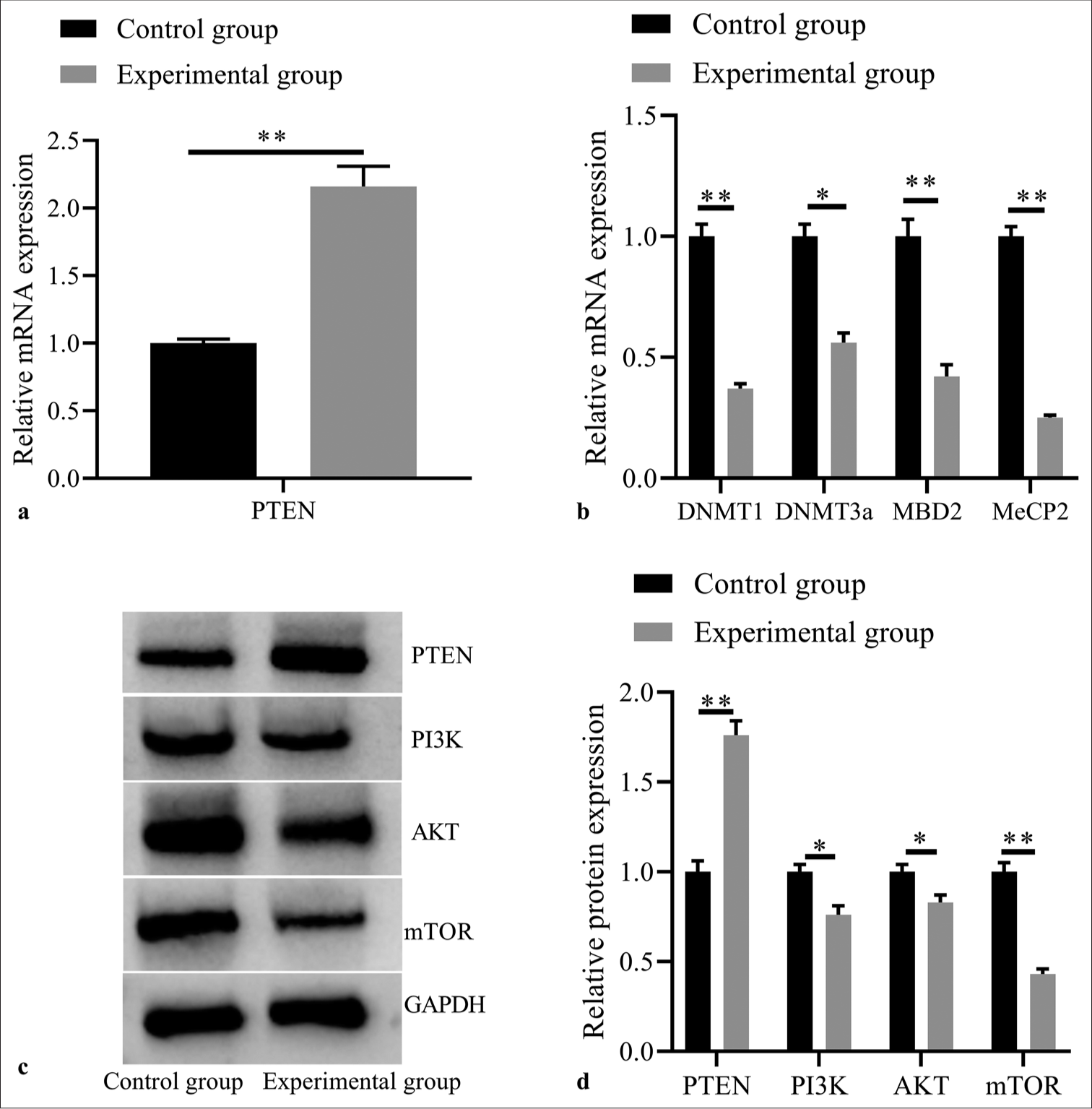 Effects of 5-Aza-2’-deoxycytidine demethylation on expressions of PTEN and methylation related factors, and PI3K/AKT signaling pathway related proteins. (a) PTEN mRNA expression by RT-PCR; (b) DNMT1, DNMT3a, MBD2, and MeCP2 mRNA expressions by RT-PCR; (c) PTEN, PI3K, AKT, and mTOR protein expressions by western blot; (d) statistical analysis of protein expressions. (n = 3). (*P < 0.05, **P < 0.001). (PTEN: Phosphatase and tensin homolog deleted on chromosome ten; RT-PCR: reverse transcription-polymerase chain reaction.)