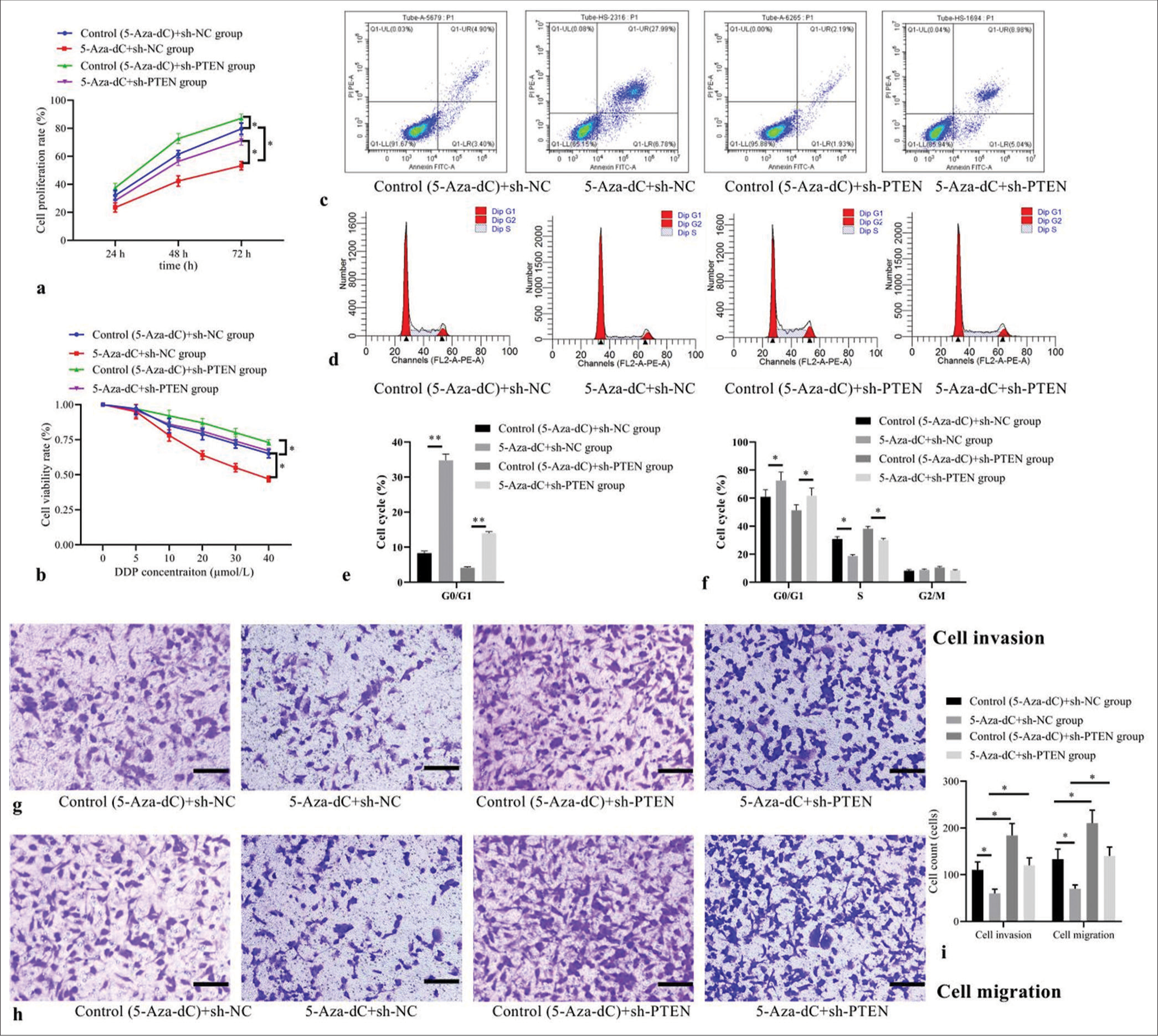 Effect of PTEN expression silencing on cellular biological behaviors and expression levels. (a) Cell proliferation by CCK-8; (b) cell viability by MTT; (c) cell apoptosis by flow cytometry; (d) cell cycle distribution by flow cytometry; (e) statistical analysis of cell apoptosis; (f) statistical analysis of cell distribution; (g) cell invasion by transwell assay (stain, methyl violet; scale bars, 100 μm); (h) cell migration by transwell assay (stain, methyl violet; scale bars, 100 μm); and (i) statistical analysis of cell invasion and migration. (n = 3). (*P < 0.05, **P < 0.001). (DDP: Cisplatin; CCK-8: Cell Counting Kit-8; MTT: Methyl-thiazole-tetrazolium; PTEN: Phosphatase and tensin homolog deleted on chromosome ten; NC: negative control.)