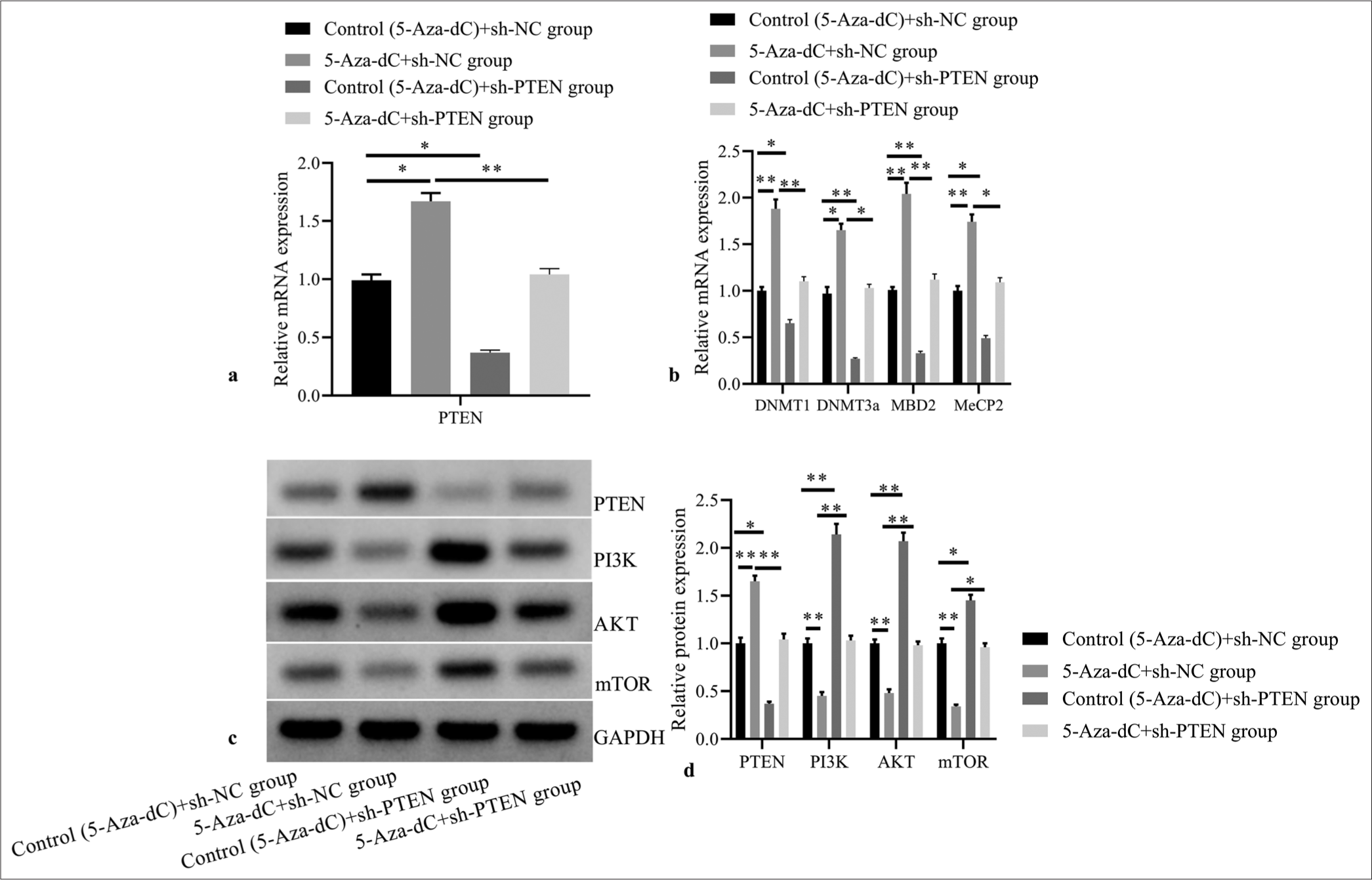 Effect of PTEN expression silencing on expressions of PTEN and methylation related factors, and PI3K/AKT signaling pathway related proteins. (a) PTEN mRNA expression by RT-PCR; (b) DNMT1, DNMT3a, MBD2, and MeCP2 mRNA expressions by RT-PCR; (c) PTEN, PI3K, AKT, and mTOR protein expressions by western blot; (d) statistical analysis of protein expressions. (n = 3). (*P < 0.05, **P < 0.001). (PTEN: Phosphatase and tensin homolog deleted on chromosome ten; RT-PCR: reverse transcription-polymerase chain reaction; NC: negative control.)