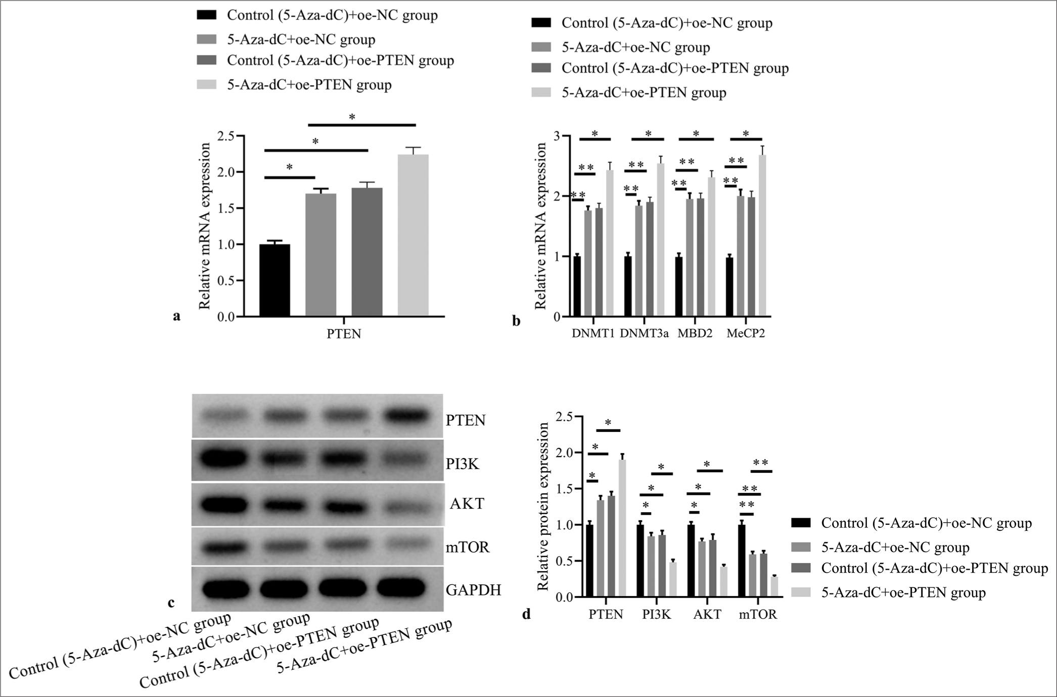 Effect of PTEN expression restoration on expressions of PTEN and methylation related factors, and PI3K/AKT signaling pathway related proteins. (a) PTEN mRNA expression by RT-PCR; (b) DNMT1, DNMT3a, MBD2, and MeCP2 mRNA expressions by RT-PCR; (c) PTEN, PI3K, AKT, and mTOR protein expressions by western blot; (d) statistical analysis of protein expressions. (n = 3). (*P < 0.05, **P < 0.001). (PTEN: Phosphatase and tensin homolog deleted on chromosome ten; NC: negative control.)