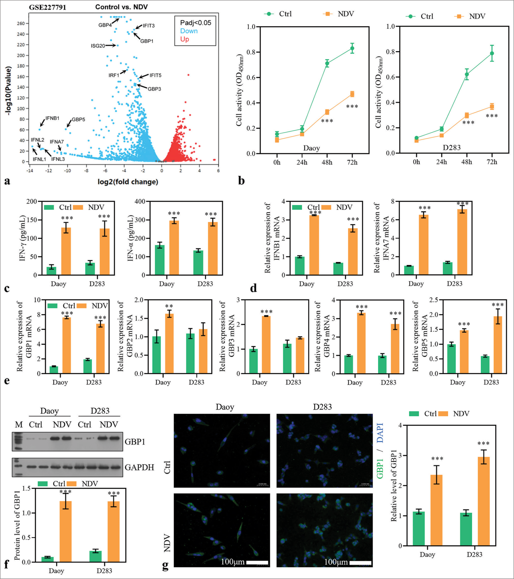 Newcastle disease virus (NDV) infection changed the expression of guanylate-binding protein (GBPs) in medullobl astoma (MB) cells. (a) A sequencing dataset (GSE227791) for NDV rLa Sota-GFP strain infected glioma cell line LN229 discovered many differentially expressed genes. (b) Daoy and D283 cells were treated with NDV. Cell activity was measured with cell counting kit-8. (c) Interferon (IFN)-gamma and IFN-a levels in the supernatant. (d) The expressions of IFNB1 and IFNA7 were detected using reverse transcription polymerase chain reaction (RT-PCR) in MB cells 48 h after virus infection. (e) The expressions of GBP1, GBP2, GBP3, GBP4, and GBP5 were detected using RT-PCR. (f and g) The protein level of GBP1 was assessed using Western blotting method and immunofluorescence assay. (IFNL1~3: interferon lambda 1~3, IFNB1: interferon beta 1, IFNA7: interferon alpha 7, GBP1~5: guanylate binding protein 1~5, IFIT3, 5: interferon induced protein with tetratricopeptide repeats 3, 5, IRF1: interferon regulatory factor 1, ISG20: interferon stimulated exonuclease gene 20, Ctrl: Control, NDV: Newcastle disease virus. **P < 0.01, ***P < 0.001).