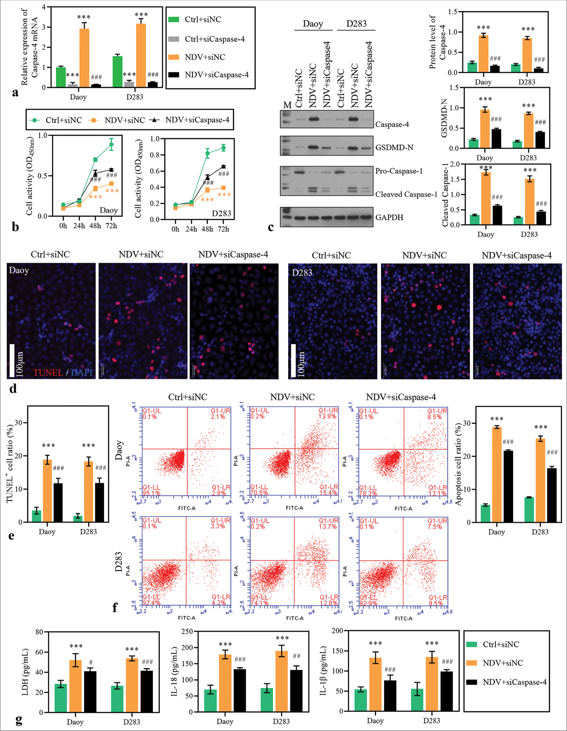 Caspase-4 knockdown blocked Newcastle disease virus (NDV)-induced pyroptosis. Daoy and D283 cells were transfected with small interfering RNA targeting caspase-4 and treated with NDV. (a) Caspase-4 expression was detected using reverse transcription polymerase chain reaction in medulloblastoma (MB) cells 48 h after treatment. (b) Cell activity was measured with cell counting kit-8. (c) The protein levels of guanylate-binding protein 1, caspase-4, GSDMD-N, and caspase-1 were detected using Western blotting method. (d-f) The apoptosis of MB cells 48 h after treatment was measured using TdT-mediated dUTP nick end labeling and flow cytometry assay. (g) Lactate dehydrogenase, interleukin (IL)-18, and IL-1b levels in the supernatant. ***P < 0.001, versus Ctrl + siNC group; ##P < 0.01, ###P < 0.001, versus NDV + siNC group.