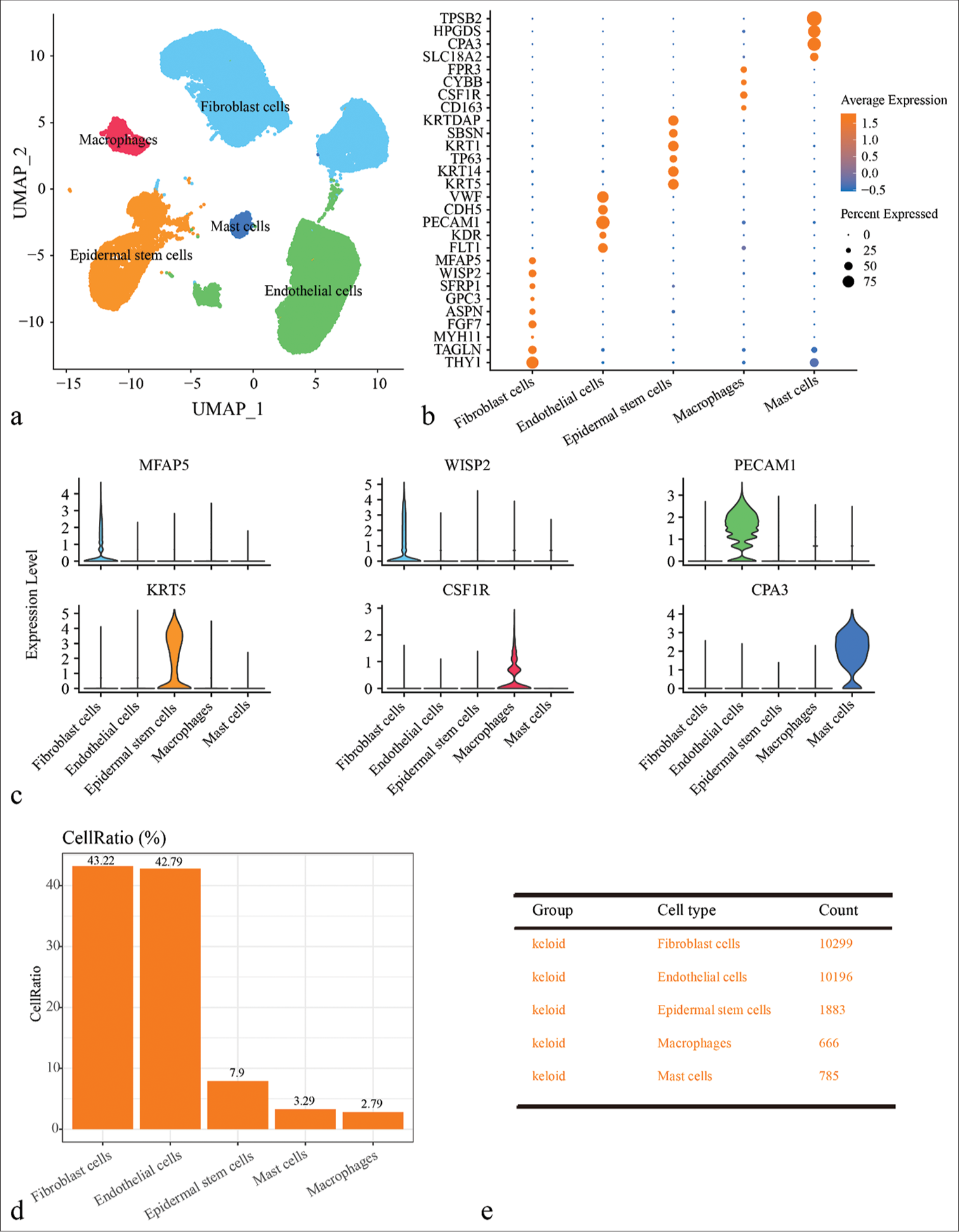 Single-cell landscape of keloid and normal scar samples revealed by single-cell RNA sequencing (scRNA-seq) data. (a) Uniform manifold approximation and projection plot showing scRNA-seq data annotated for five different cell types, including fibroblast cells, epidermal stem cells, endothelial cells, macrophages, and mast cells. (b) Bubble plots of expression levels of marker genes in different cell types. (c) Violin diagram showing expression of major marker genes in different cell types. (d) Bar plot showing the proportion of cells of different cell types in different samples. (e) Demonstration of cell numbers of different cell types in keloid and normal scar groups. (UMAP: uniform manifold approximation and projection; TPSB2: tryptase beta 2; HPGDS: Hematopoietic prostaglandin D synthase; CPA3: carboxypeptidase A3; SLC18A2: solute carrier family 18 member A2; FPR3: formyl peptide receptor 3; CYBB: cytochrome b-245 beta chain; CSF1R: colony stimulating factor 1 receptor; KRTDAP: keratinocyte differentiation associated protein; SBSN: suprabasin; KRT1: keratin 1; TP63: tumor protein p63; KRT14: keratin 14; KRT5: keratin 5; VWF: von Willebrand factor; CDH5: cadherin 5; PECAM1: platelet and endothelial cell adhesion molecule 1; KDR: kinase insert domain receptor; FLT1: FMS-like tyrosine kinase 1; MFAP5: microfibril associated protein 5; WISP2: WNT1 inducible signaling pathway protein 2; SFRP1: secreted frizzled related protein 1; GPC3: glypican 3; ASPN: asporin; FGF7: fibroblast growth factor 7; MYH11: myosin heavy chain 11.)