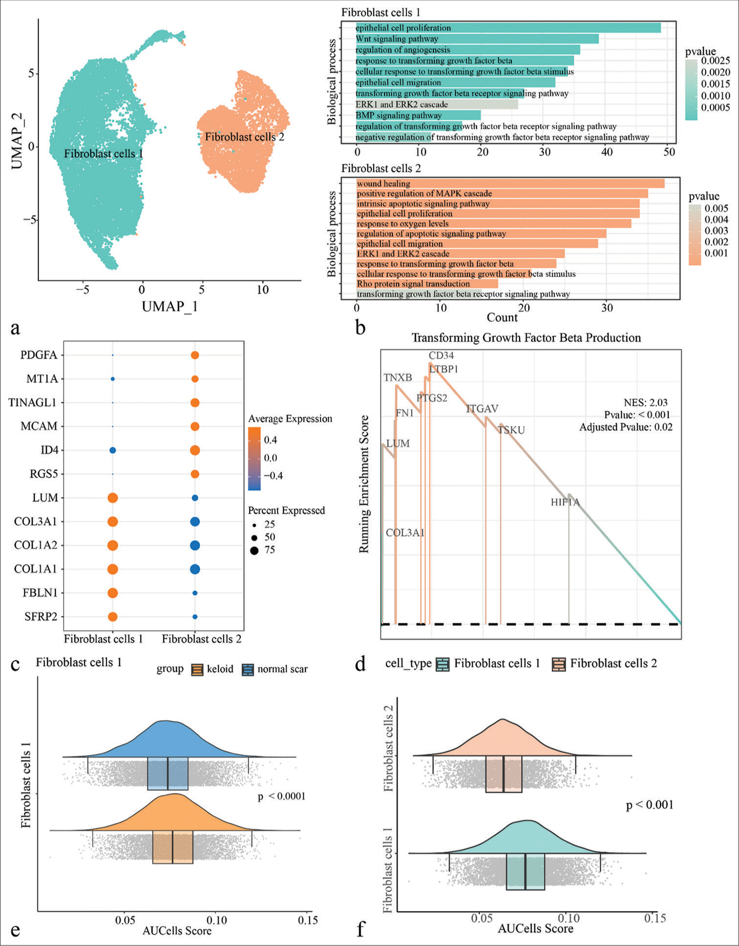 Single-cell landscape of fibroblasts in the keloid. (a) All keloid fibroblasts were clustered by uniform manifold approximation and projection and divided into two subpopulations, fibroblast cells 1 and fibroblast cells 2. (b) Enrichment analysis of biological processes of Differentially expressed genes (DEGs) between different fibroblast subpopulations. (c) Demonstration of highly expressed genes in two fibroblast subpopulations. (d) Gene set enrichment analysis results demonstrate that genes in the transforming growth factor-beta (TGF-β) signaling pathway are predominantly concentrated in fibroblast cells 1. (e) AUCell enrichment analysis of fibroblast cells 1 between keloid and normal scar in the TGF-β signaling pathway. (f) AUCell enrichment analysis of fibroblast cells 1 and fibroblast cells 2 in the TGF-β signaling pathway. (UMAP: uniform manifold approximation and projection; PDGFA: platelet derived growth factor subunit A; MT1A: metallothionein 1A; TINAGL1: tubulointerstitial nephritis antigen-like 1; MCAM: melanoma cell adhesion molecule; ID4: inhibitor of DNA binding 4; RGS5: regulator of G-protein signaling 5; LUM: lumican; COL3A1: collagen type III alpha 1 chain; COL1A2: collagen type I alpha 2 chain; COL1A1: collagen type I alpha 1 chain; FBLN: fibulin 1; SFRP2: secreted frizzled related protein 2; TXNB: thioredoxin b; FN1: fibronectin 1; PTGS2: prostaglandin-endoperoxide synthase 2; ITGAV: integrin subunit alpha V; TSKU: tsukushi, small leucine rich proteoglycan; HIF1A: hypoxia inducible factor 1 subunit alpha.)