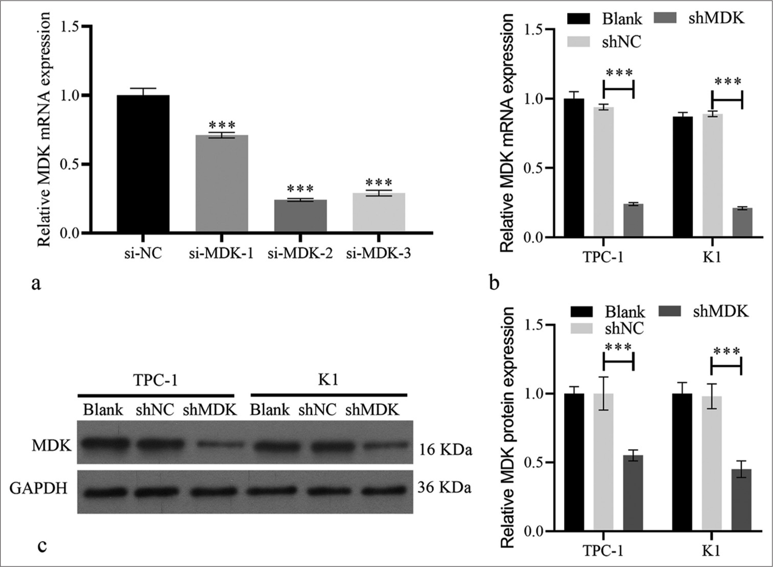 MDK expression was silenced in TC cells. (a) MDK messenger RNA expression was quantified using qRT-PCR transfected with si-MDK-1, si-MDK-2, si-MDK-3, or si-NC in TPC-1 cells. (b and c) MDK mRNA (b) and protein (c) in TPC-1 and K1 were measured by qRT-PCR and Western blotting, respectively, after being transfected with shMDK and shNC at 48 h. (***P < 0.001). n = 3. (MDK: Midkine, si-NC: Negative control of small interfering RNA, si-MDK: Small interfering RNA MDK, shNC: Negative control of short hairpin RNA, shMDK: Short hairpin RNA of MDK, qRT-PCR: Quantitative real-time polymerase chain reaction.).