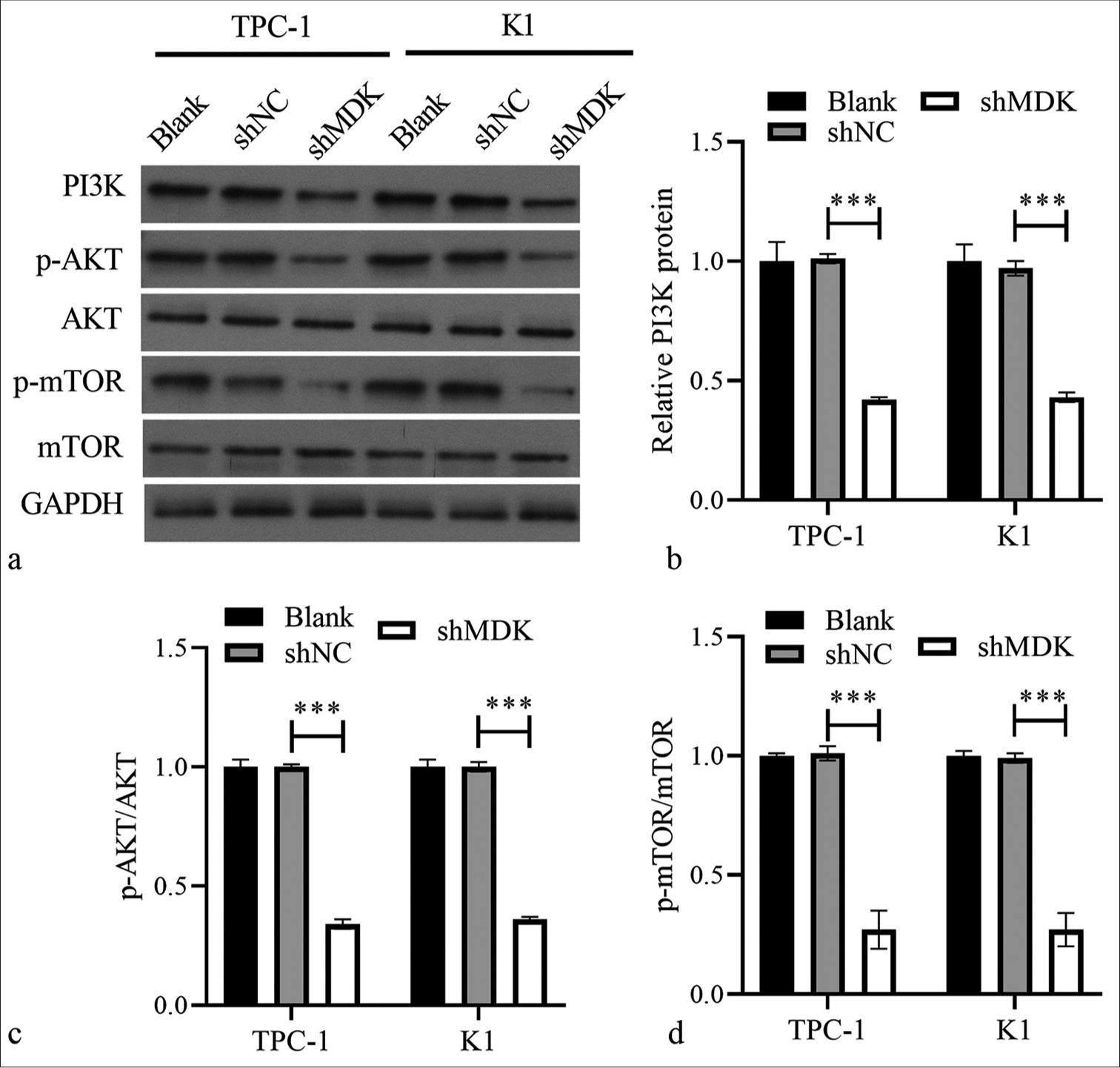 MDK knockdown suppressed PAmT-P-related protein expression in TPC-1 and K1 cells. (a) The protein levels of PI3K, p-AKT/AKT, and p-mTOR/mTOR were measured using Western blotting. (b-d) Histogram represents the PI3K protein level, p-AKT/AKT, and p-mTOR/mTOR after MDK knockdown (*** P < 0.001). (MDK: Midkine, shNC: Negative control of short hairpin RNA, shMDK: Short hairpin RNA of MDK, PI3K: Phosphatidylinositol 3 kinase, AKT: Protein kinase B, mTOR: Mammalian target of rapamycin, p-AKT: Phosphorylated AKT, p-mTOR: Phosphorylated mTOR, PAmT-P: PI3K/Akt/mammalian target of rapamycin pathway.).