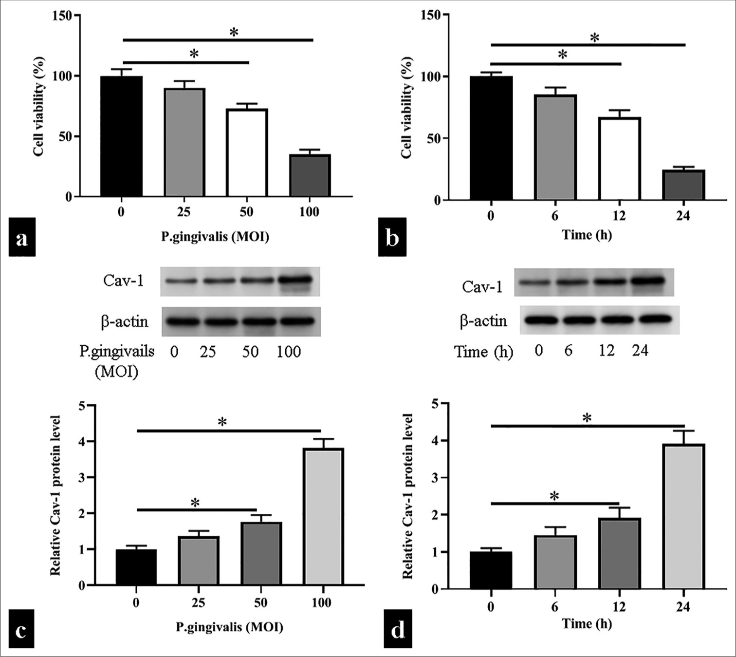 Porphyromonas gingivalis suppressed cell viability and increased caveolin 1 (Cav-1) expression level. (a) The viability of human umbilical vein endothelial cells (HUVECs) infected with P. gingivalis at different concentrations (multiplicity of infection [MOI]: 0, 25, 50, 100; n = 5) with cell counting kit-8 (CCK-8). (b) The viability of HUVECs infected with P. gingivalis at a specified MOI (100) for a specified period of time (0, 6, 12, and 24 h) was analyzed with the CCK-8 assay. (c and d) The concentration- and time-dependent expression of Cav-1 in the HUVECs exposed to P. gingivalis (n = 3) was analyzed through Western blot analysis. a and c: *P < 0.05 versus MOI (0) group; b and d: *P < 0.05 versus time (0 h) group.