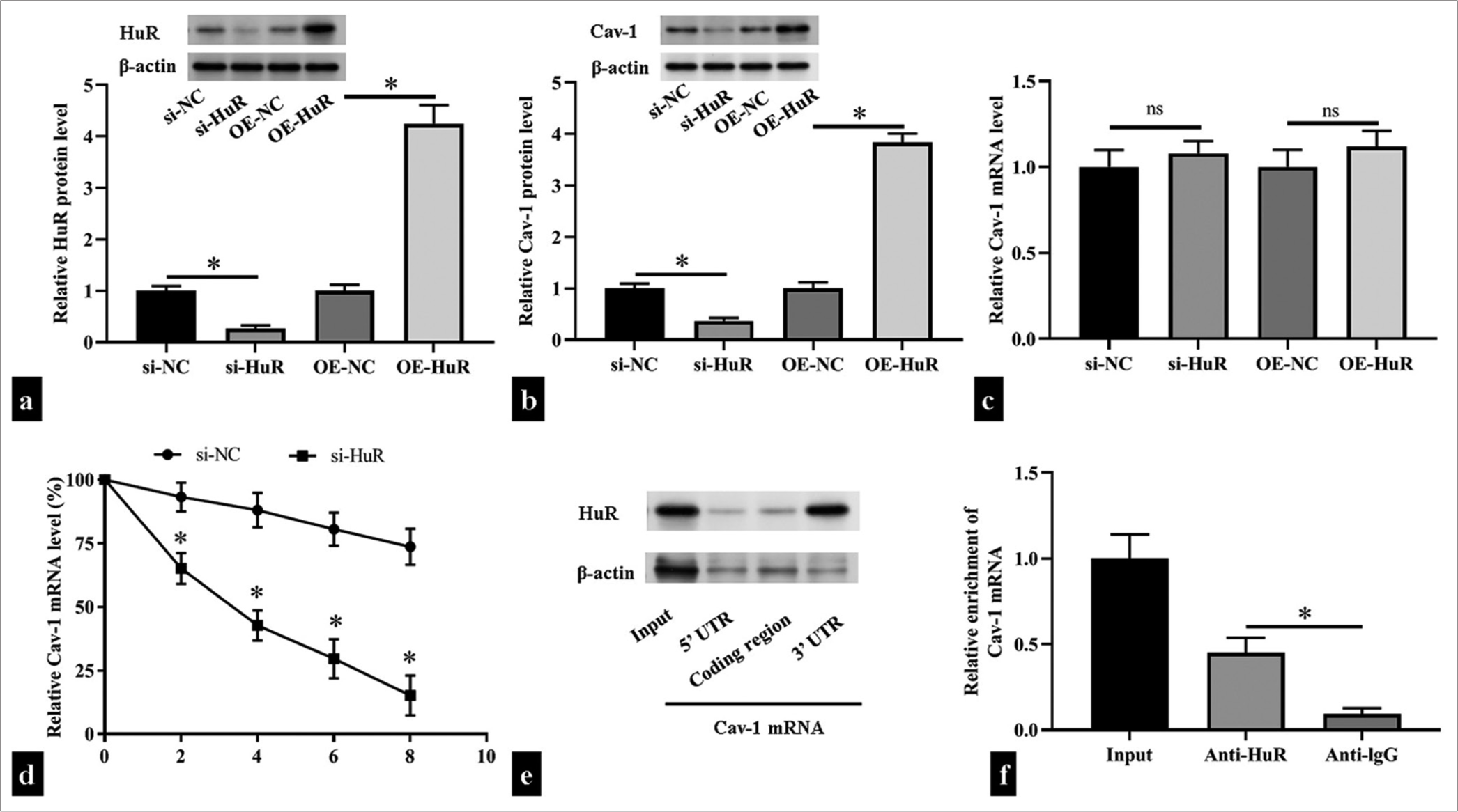 Human antigen R (HuR) directly bound to the caveolin 1 (Cav-1) messenger ribonucleic acid (mRNA) and stabilized it. (a-c) The levels of HuR and Cav-1 protein and mRNA levels after transfection small interfering RNA HuR (si-HuR), HuR overexpression plasmid (OEHuR), or corresponding negative controls in human umbilical vein endothelial cells (HUVECs) (n = 3) were measured through Western blotting and reverse transcription quantitative polymerase chain reaction (RT-qPCR). (d) The levels of Cav-1 in si-HuR- or negative control small interfering RNA -transfected HUVECs were measured through RT-qPCR after actinomycin D treatment (n = 5). (e) Biotin pull-down assay detection of the binding between HuR and the 3' untranslated region (UTR), coding region, and 5’ UTR of the Cav-1 mRNA (n = 3). (f) RNA immunoprecipitation experiments detection of the binding of HuR to Cav-1 in HUVECs treated with anti-HuR and anti-immunoglobulin G (negative control; n = 5). UTR: Untranslated region, si-NC: small interfering RNA negative control, OE-NC: Overexpression plasmid negiative control, ns: no significant. nsP > 0.05, *P < 0.05.