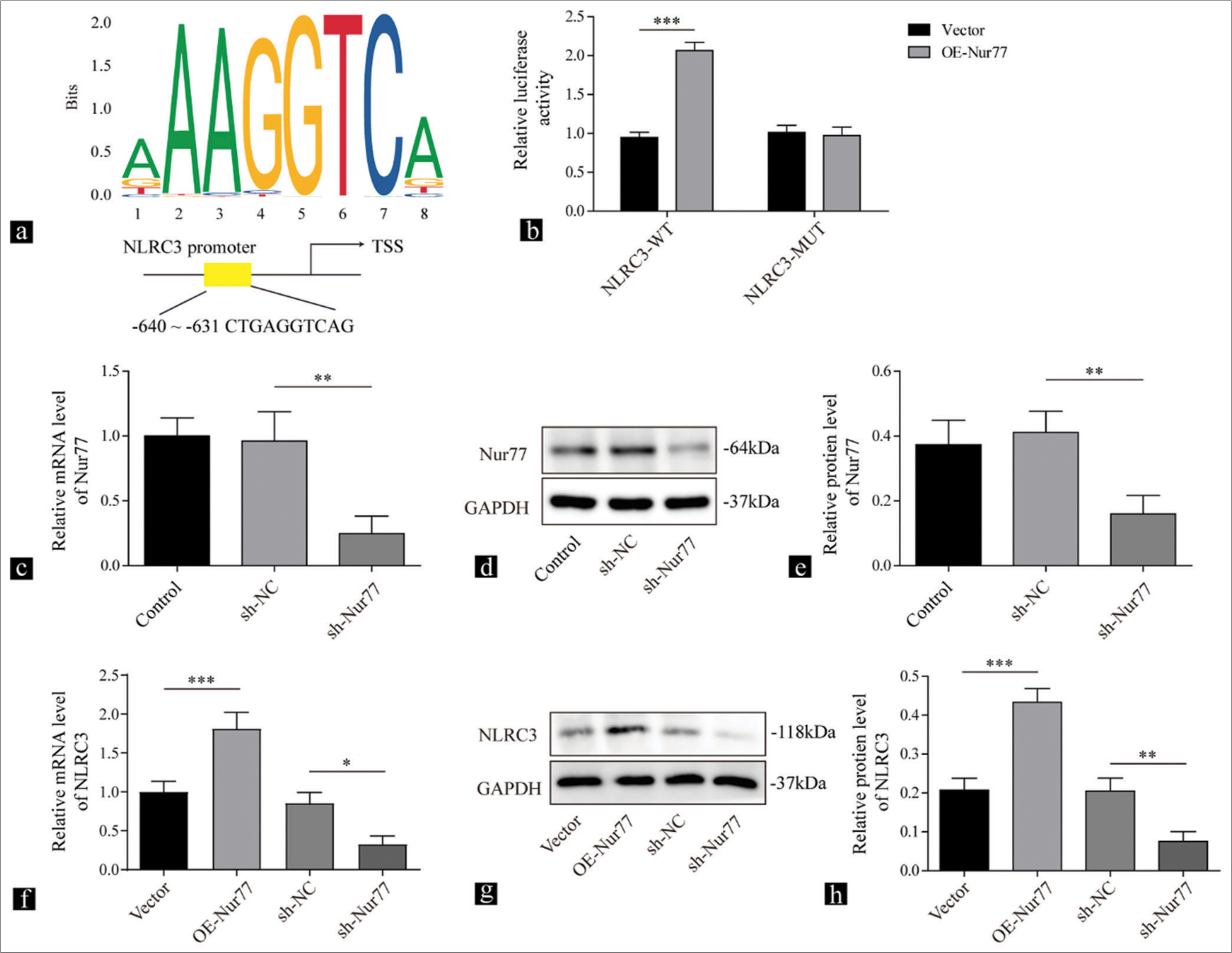 Nur77 transcriptionally promotes the expression of NLRC3. (a) Jaspar Database of Transcription Factor Binding Site (JASPAR) predictions for putative Nur77 binding region in the NLRC3 promoter. (b) Relative luciferase activity of NLRC3 reporter in vascular smooth muscle cells (VSMCs) transfected with vector or Nur77 evaluated by dual-luciferase assay (n = 3). (c) Reverse transcription quantitative polymerase chain reaction (RT-qPCR) and (d and e) Western blot analysis were conducted to detect the expression levels of Nur77 in VSMCs after being treated with sh-NC or sh-Nur77 (n = 3). (f) RT-qPCR and (g and h) Western blot analysis were performed to determine the expression of NLRC3 in VSMCs transfected with oe-Nur77, sh-NC, or sh-Nur77 (n = 3). (* P < 0.05, ** P < 0.01, *** P < 0.001. AngII: Angiotensin II, Nur77: Nuclear receptor subfamily 4 group a member 1, NLRC3: Nucleotide-binding oligomerization domain-like receptor family caspase recruitment domain containing 3.)