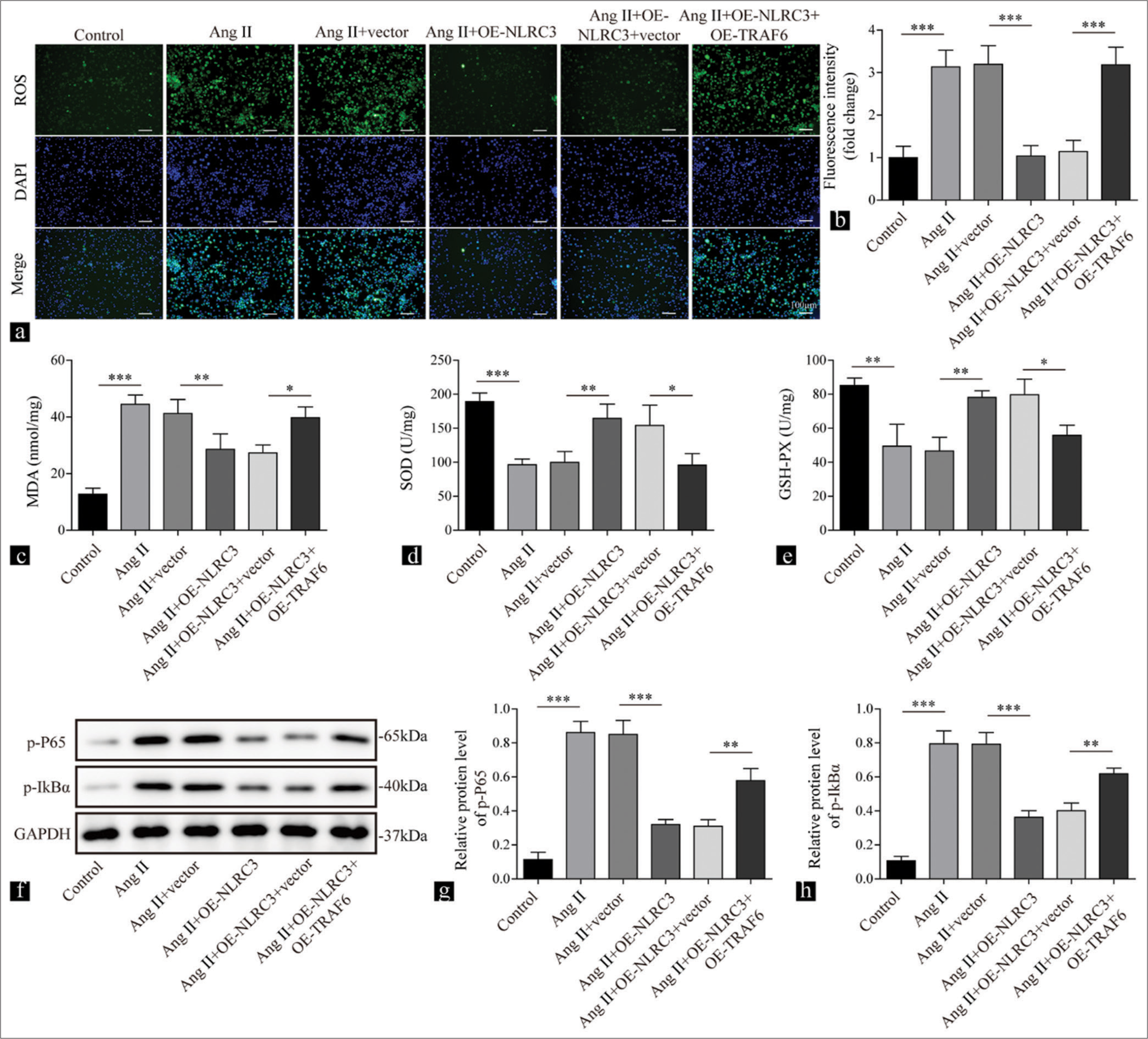 NLRC3 regulates the TRAF6/nuclear factor-kappa B axis to suppress oxidative stress induced by Angiotensin II (Ang II). Vascular smooth muscle cells were treated with Ang II (2 µM), Ang II (2 µM) + vector, Ang II (2 µM) + oe-NLRC3, Ang II (2 µM) + oe-NLRC3 + vector, and Ang II (2 µM) + oe-NLRC3 + oe-TRAF6. (a and b) Reactive oxygen species production measured by 2’,7’-dichlorofluorescin diacetate in the treated cells (n = 3). (c-e) Results of Enzyme-linked immunosorbent assay showing the levels of malondialdehyde, superoxide dismutase, and Glutathione peroxidase in the treated cells (n = 3). (f-h) Western blot analysis was conducted to determine the levels of phosphorylated p65 and inhibitory subunit of nuclear factor-kappa B alpha in the treated cells (n = 3). (* P < 0.05, ** P < 0.01, *** P < 0.001. EdU: 5-ethynyl-2’-deoxyuridine, AngII: Angiotensin II, NLRC3: Nucleotide-binding oligomerization domain-like receptor family caspase recruitment domain containing 3, TRAF6: tumor necrosis factor receptor-associated factor 6. )