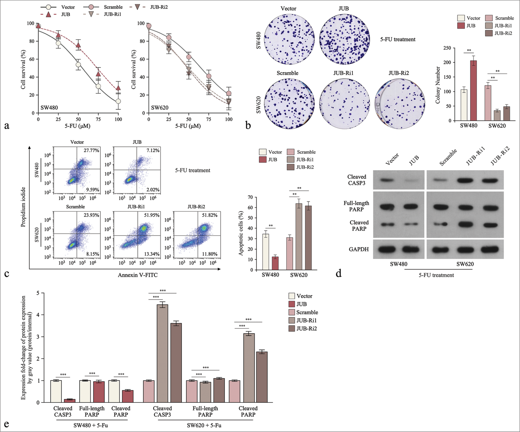 Upregulation of Ajuba (JUB) contributes to cytotoxicity to colon cancer cells in vitro. (a) 5-fluorouracil IC50 analysis of the indicated cells. (b) Colony number in the indicated groups. (c) Analysis of the proportion of apoptotic cells in the indicated cells. (d) Levels of cleaved caspase3 and poly (ADP-ribose) polymerase (PARP) in the indicated cells. (e) Quantification of cleaved caspase3 and PARP in the indicated cells. Data are presented as the mean ± standard deviation of three independent experiments; **P < 0.01, ***P < 0.001. (5-FU: 5-Fluorouracil, GADPH: Glyceraldehyde-3-phosphate dehydrogenase, JUB-Ri1: JUB-RNAi#1, JUB-Ri2:JUB-RNAi#2, FITC: fluorescein isothiocyanate, CASP3: caspase 3)