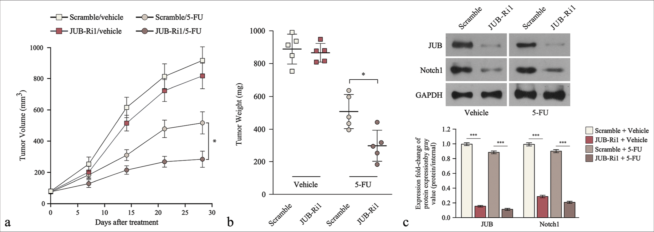 Downregulation of Ajuba (JUB) induces 5-fluorouracil sensitivity in colon cancer cells in vivo. (a) Tumor volume (left) and (b) weight (right) at different time points in each group. (c) JUB protein levels in the indicated tumor tissues. Data are presented as mean ± standard deviation; n = 5; *P < 0.05, ***P < 0.001. (5-FU: 5-Fluorouracil, GADPH: Glyceraldehyde-3-phosphate dehydrogenase, JUB-Ri1: JUB-RNAi#1, JUB-Ri2: JUB-RNAi#2)