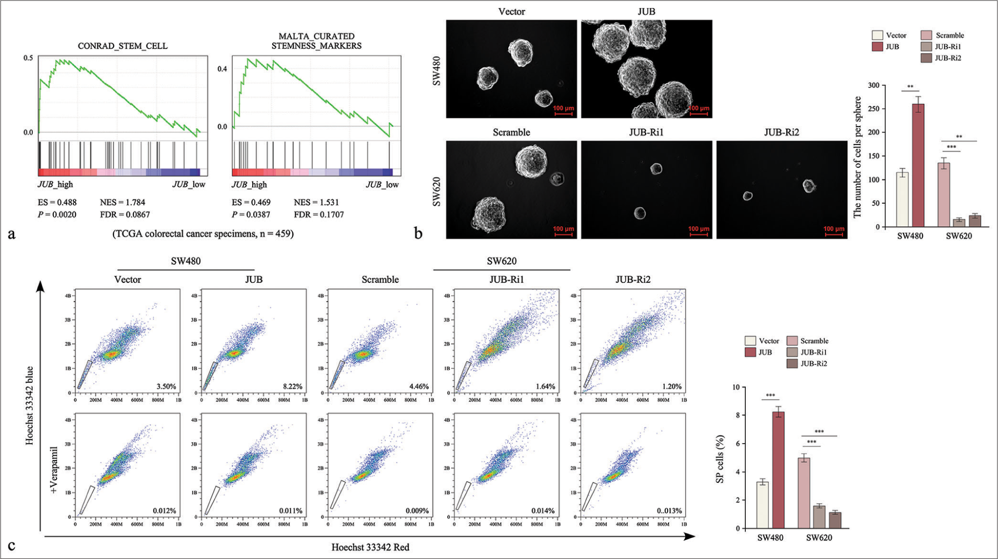 Upregulation of Ajuba (JUB) promotes the stem cell-like traits of colon cancer cells. (a) GSEA of the correlation between JUB expression and stem cell-like trait gene expression. (b) Sphere number in the indicated groups. (c) Side population analysis on the indicated groups. Data are presented as the mean ± standard deviation of three independent experiments; n = 3, **P < 0.01, ***P < 0.001. (NES: Normalized enrichment score, FDR: False discovery rate, ES: Enrichment score, JUB: Ajuba, JUB-Ri1: JUB-RNAi#1, JUB-Ri2: JUB-RNAi#2)