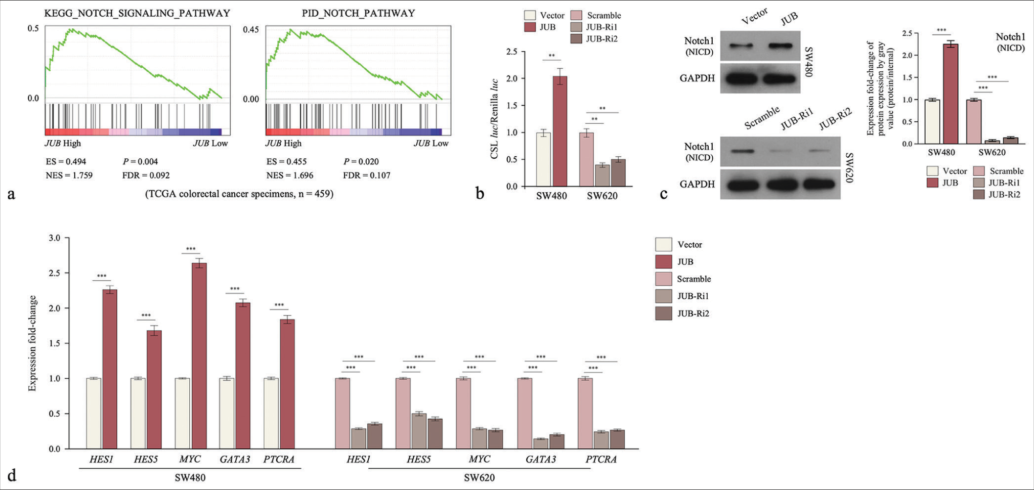 Ajuba (JUB) upregulation activates the notch signaling pathway in colon cancer. (a) GSEA of the correlation between JUB and the notch pathway. (b) Detection of luciferase reporter activity in the indicated groups. (c) Notch 1 protein levels in the indicated cells. (d) Overlap between mRNA levels of Notch pathway gene expression and JUB-regulated gene expression. Data are presented as the mean ± standard deviation of three independent experiments; n = 3, **P < 0.01, ***P < 0.001. (ES: Enrichment score, NES: Normalized enrichment score, HES1: Hes family bHLH transcription factor 1, HES5: Hes family bHLH transcription factor 5, MYC: MYC proto-oncogene, bHLH transcription factor, GATA3: GATA binding protein 3, PTCRA: Pre T cell antigen receptor alpha, JUB: Ajuba, JUB-Ri1: JUB-RNAi#1, JUBRi2: JUB-RNAi#2, FDR: False discovery rate, GADPH: Glyceraldehyde-3-phosphate dehydrogenase, NICD: Notch1 intracellular domain)