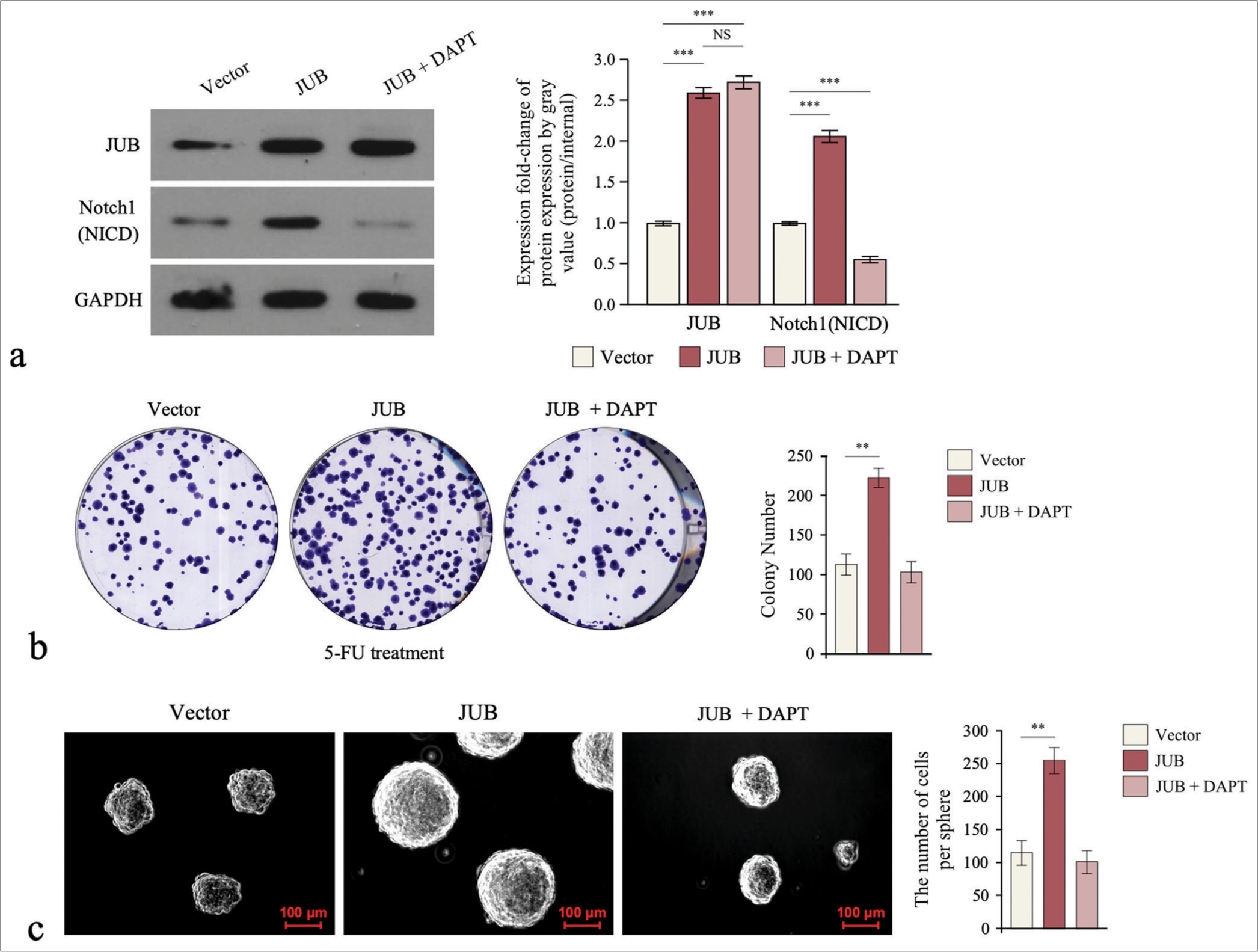 Notch signaling pathway is required for Ajuba (JUB)-induced chemoresistance. (a) Protein levels of JUB and Notch1 (NICD) in the indicated cells. (b) Colony number in the indicated groups. (c) Sphere number in the indicated groups. Data are presented as the mean ± standard deviation SD values of three independent experiments; n = 3, **P < 0.01, ***P < 0.001. (GADPH: Glyceraldehyde-3-phosphate dehydrogenase, JUB: Ajuba, DAPT: Notch signaling inhibitor gamma-secretase inhibitor, 5-FU: 5-Fluorouracil)