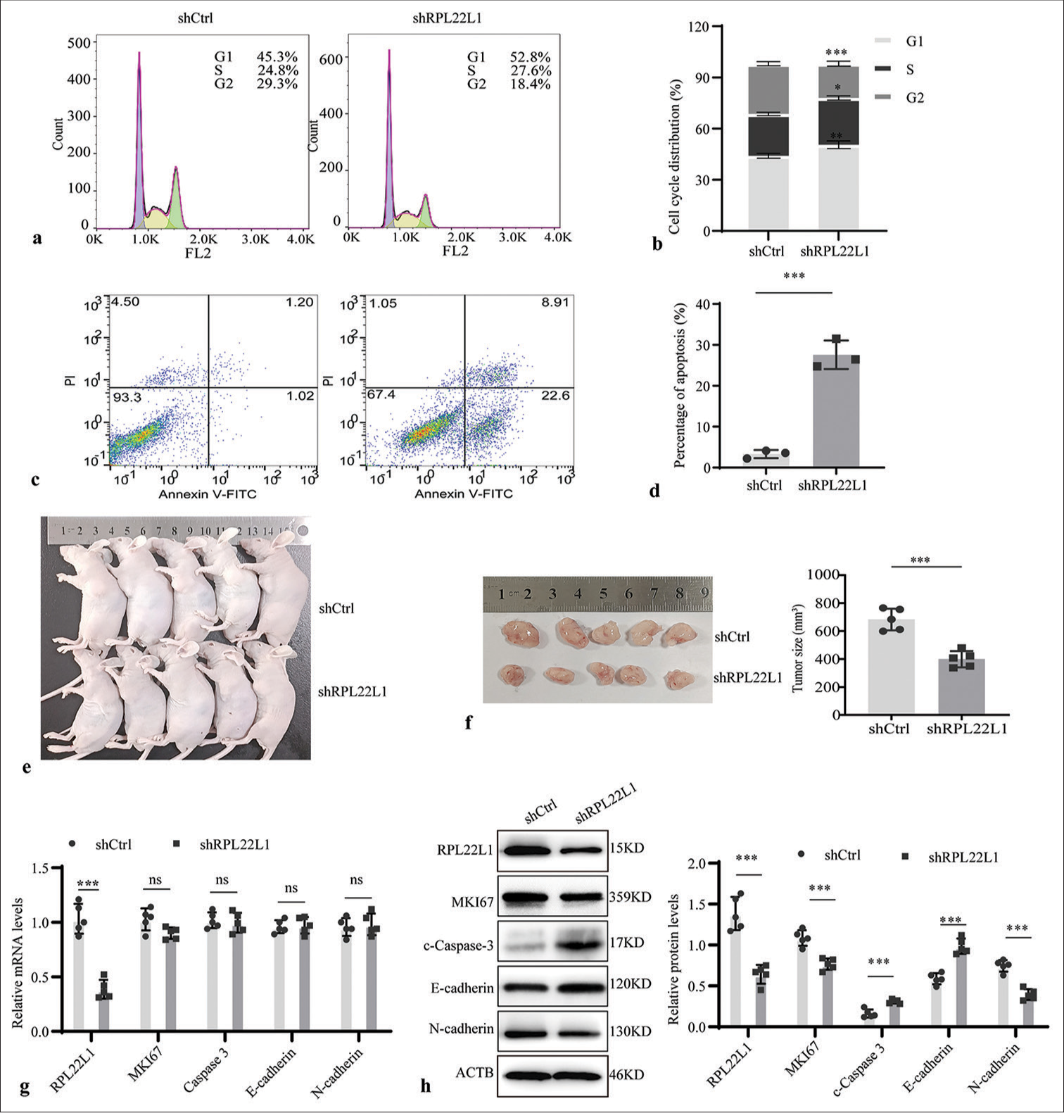 Downregulated RPL22L1 expression affects cell cycle, apoptosis, and tumor volume in nude mice. (a-d) Flow cytometry was used to study the impact of RPL22L1 knockdown on cell cycle progression and apoptosis. (e and f) Downregulated RPL22L1 expression inhibited the volume of in vivo tumors in nude mice. (g) qRT-PCR and (h) Western blot were employed to validate RPL22L1 expression in tumors of mice. (n = 3; ns: P > 0.05, *P < 0.05, **P < 0.01, ***P < 0.001. RPL22L1: Ribosomal protein L22-like 1, qRT-PCR: Quantitative real-time polymerase chain reaction.)