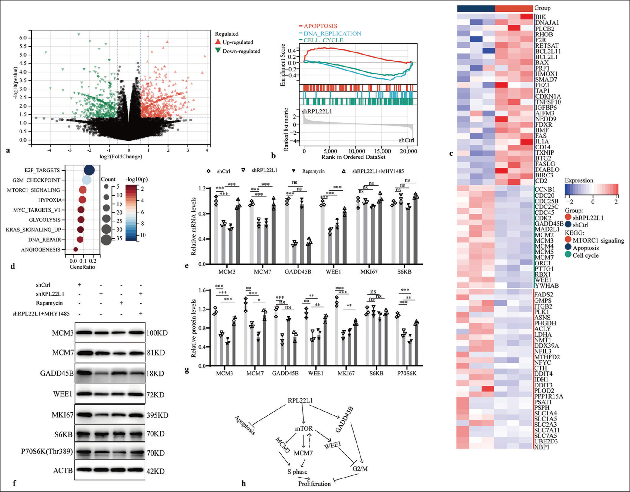 Mechanism of RPL22L1 inhibiting cell cycle. (a) Volcano map of RNAseq results after knocking down the RPL22L1 gene. (b) GSEA of the RPL22L1 gene. (c) Heat map of DEGs. (d) KEGG analysis of the downregulated genes in the RNAseq results. (e) RT-qPCR and (f and g) Western blot analysis of regulatory effects of mTOR inhibitor Rapamycin and activator MHY1485 on key genes in the cell cycle. (h) Summary model of RPL22L1 promoting CRC. (n = 3; ns: P > 0.05, *P < 0.05, **P < 0.01, ***P < 0.001. RPL22L1: Ribosomal Protein L22-Like 1, RNAseq: RNA sequencing, GSEA: Gene set enrichment analysis, DEGs: Differentially expressed genes, KEGG: Kyoto encyclopedia of genes and genomes, RT-qPCR: Reverse transcriptase-quantitative polymerase chain reaction, CRC: Colorectal cancer, mTOR: Mechanistic target of rapamycin.)