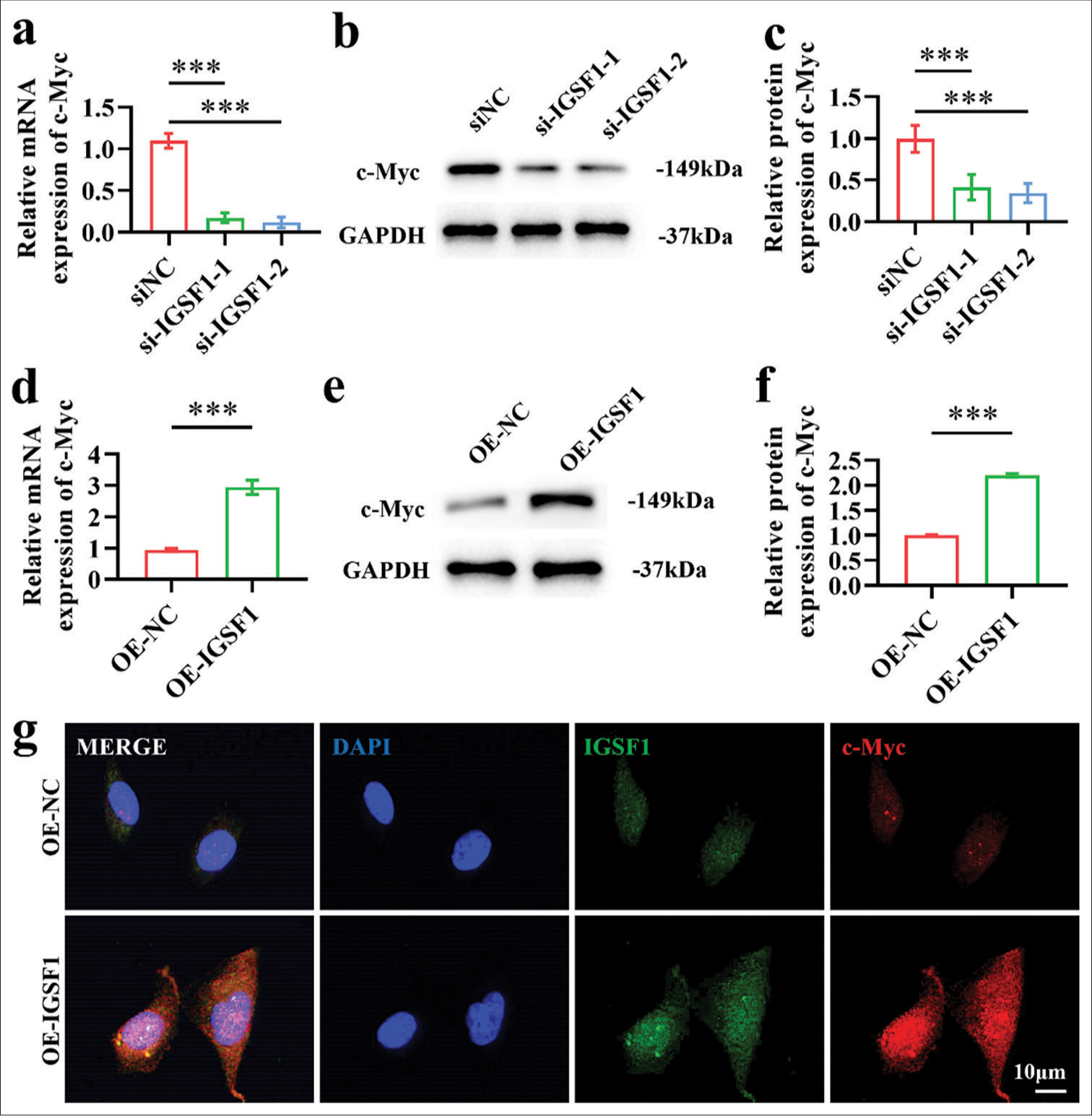 Myc proto-oncogene (c-Myc) expression was increased by immunoglobulin superfamily member 1 (IGSF1). (a-c) Confirmation of c-Myc expression after IGSF1 knockdown. (d-f) Verification of c-Myc expression after IGSF1 overexpression. (g) Immunofluorescence dual staining. Scale bar: 10 mm. n = 3, ns: No statistical significance. ***P < 0.001. siNC, negative control to IGSF1 siRNA; si-IGSF1, IGSF1 siRNA; OE-NC, negative control to IGSF1-overexpressing lentivirus; OE-IGSF1, IGSF1-overexpressing lentivirus; GAPDH, glyceraldehyde-3-phosphate dehydrogenase.