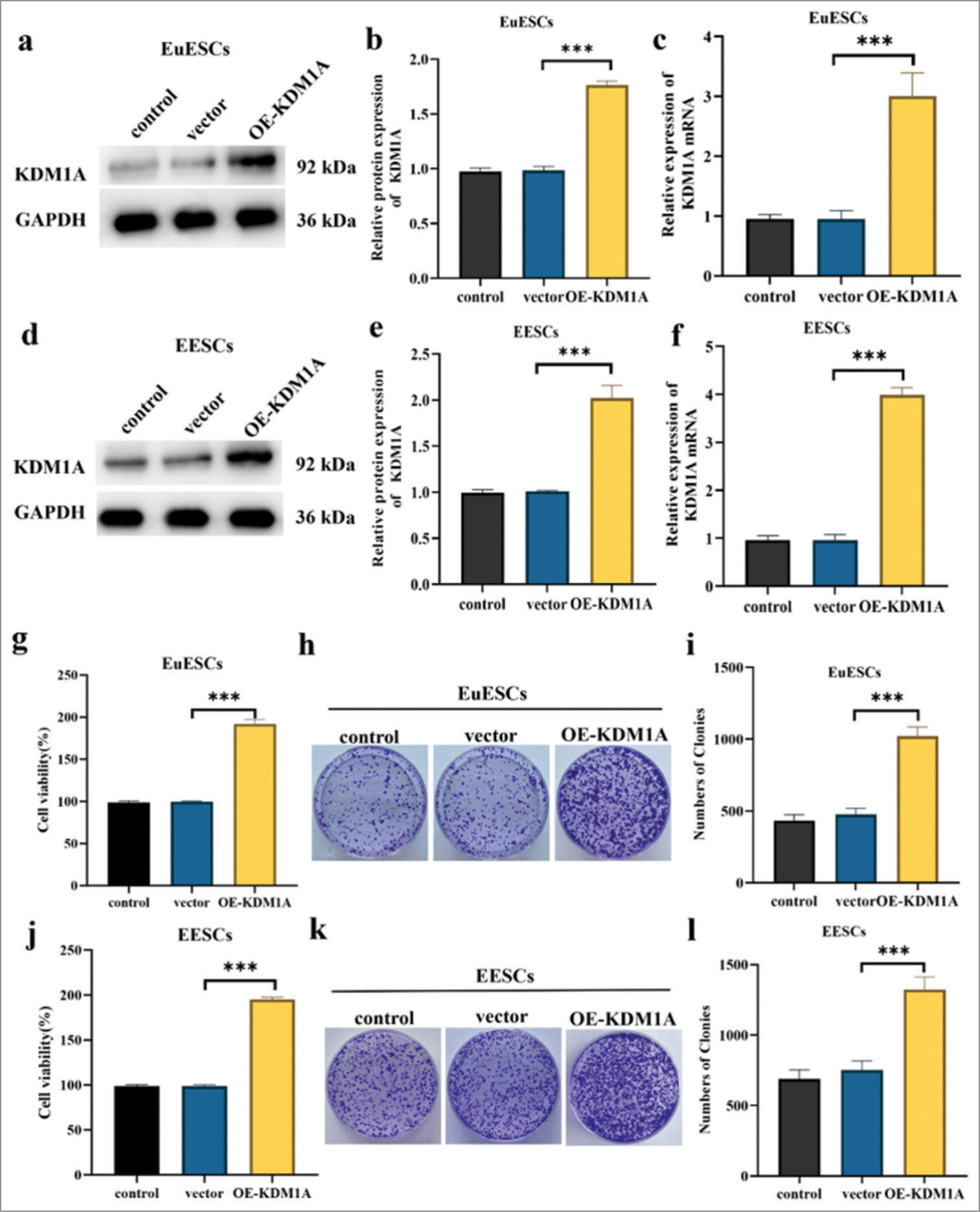 KDM1A promoted proliferation of EuESCs and EESCs. (a-c) Western blot and qRT-PCR determination of the mRNA and protein expression levels of KDM1A in EuESCs. (d-f) Western blot and qRT-PCR determination of the mRNA and protein expression levels of KDM1A in EESCs. (g) Cell viability of EuESCs determined by CCK-8 assay. Control group 100% cell viability as control. (h-i) Colony formation capacity of EuESCs. (j) Cell viability of EuESCs determined by CCK-8 assay. Control group 100% cell viability as control. (k-l) Cell viability of EESCs determined by CCK-8 assay. n = 6. ***P < 0.001. (KDM1A: Lysine-specific histone demethylase 1A, GAPDH: Glyceraldehyde-3-phosphate dehydrogenase, EESCs: Ectopic endometrial stromal cells, EuESCs: Eutopic endometrial stromal cells.)