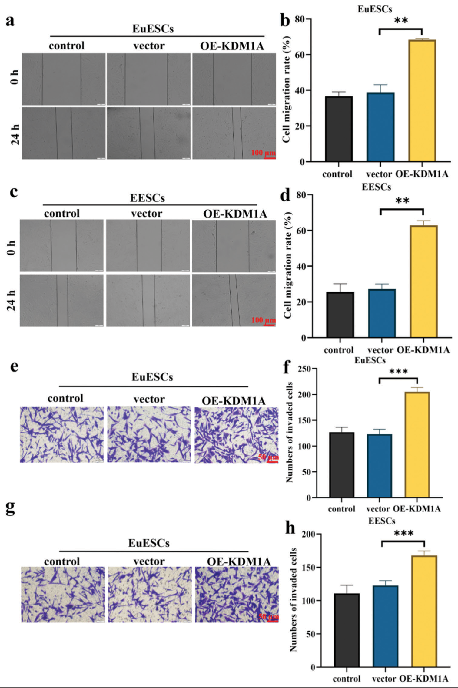 KDM1A promoted migration and invasion of EuESCs and EESCs. (a-d) Cell migration assay. (e-h) Cell invasion assay. n = 6. **P < 0.01, ***P < 0.001. (KDM1A: Lysine-specific histone demethylase 1A, GAPDH: Glyceraldehyde-3-phosphate dehydrogenase, EESCs: Ectopic endometrial stromal cells, EuESCs: Eutopic endometrial stromal cells.)