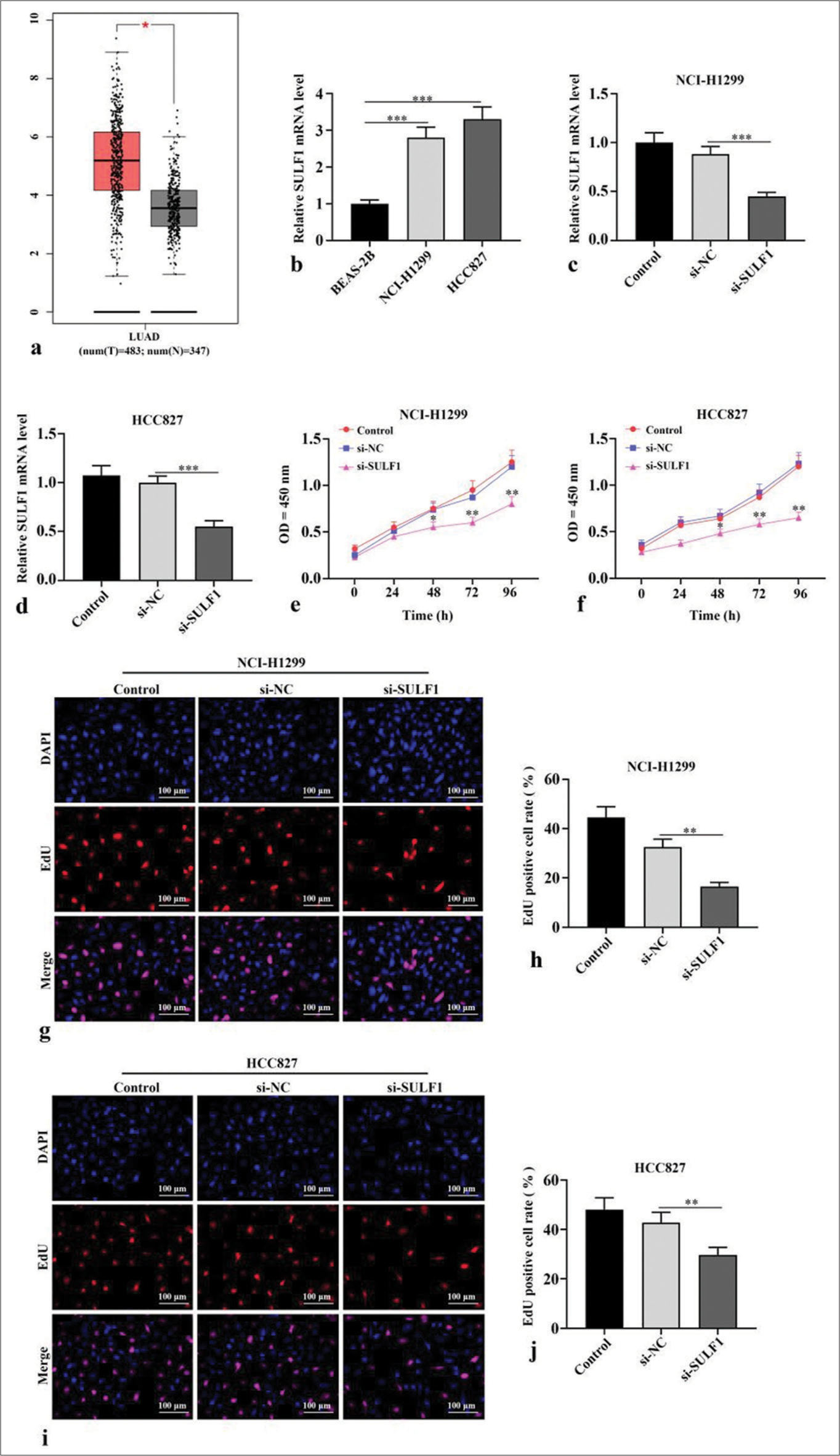 Knockdown of SULF1 abated NSCLC cell activity. (a) The gene expression profiling interactive analysis database showed that SULF1 was augmented in the LUAD tissues. The red and gray columns represent the tumor and normal tissues, respectively; (b) SULF1 levels in BEAS-2B, NCI-H1299 and HCC827 evaluated through qRT-PCR, n = 3; (c and d) SULF1 levels in cells evaluated through qRT-PCR after the knockdown of SULF1, n = 3; (e and f) Cell viability evaluated through CCK-8 assay, n = 3; (g-j) EdU positive cell ratio evaluated through EdU experiments, n = 3. (*P < 0.05, **P < 0.01, ***P < 0.001). (NSCLC: Non-small cell lung cancer, SULF1: Sulfatase 1, LUAD: Lung adenocarcinoma, si-NC: Negative control, si-SULF1: siRNA SULF1, qRT-PCR: Quantitative real-time polymerase chain reaction, CCK-8: Cell counting kit-8, EdU: 5-ethynyl-2-deoxyuridine, OD: Optical density, DAPI: 4',6-diamidino-2-phenylindole).