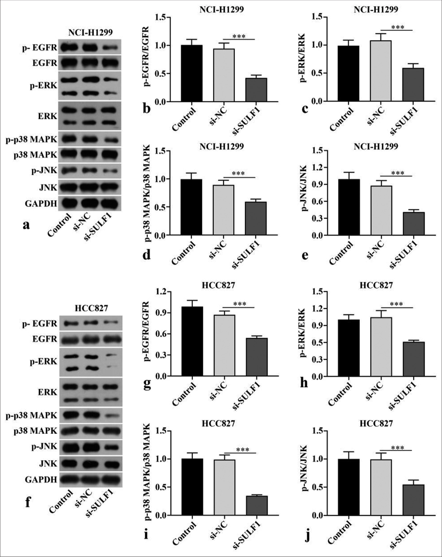 Knockdown of SULF1 abated EGFR/MAPK signaling pathway. (a-j) EGFR/MAPK signaling pathway–related proteins levels in the NCI-H1299 (a-e) and HCC827 (f-j) cells evaluated through Western blot, n = 3. (***P < 0.001. SULF1: Sulfatase 1, si-NC: Negative control, si-SULF1: siRNA SULF1, EGFR: Epidermal growth factor receptor, p-EGFR: phospho-EGFR, ERK: Extracellular signal-regulated kinase, p-ERK: phospho-ERK, p38 MAPK: p38 mitogen-activated protein kinase, p-p38 MAPK: Phospho-p38 MAPK, JNK: c-Jun N-terminal kinase, p-JNK: Phospho-JNK, GAPDH: Glyceraldehyde-3-phosphate dehydrogenase).