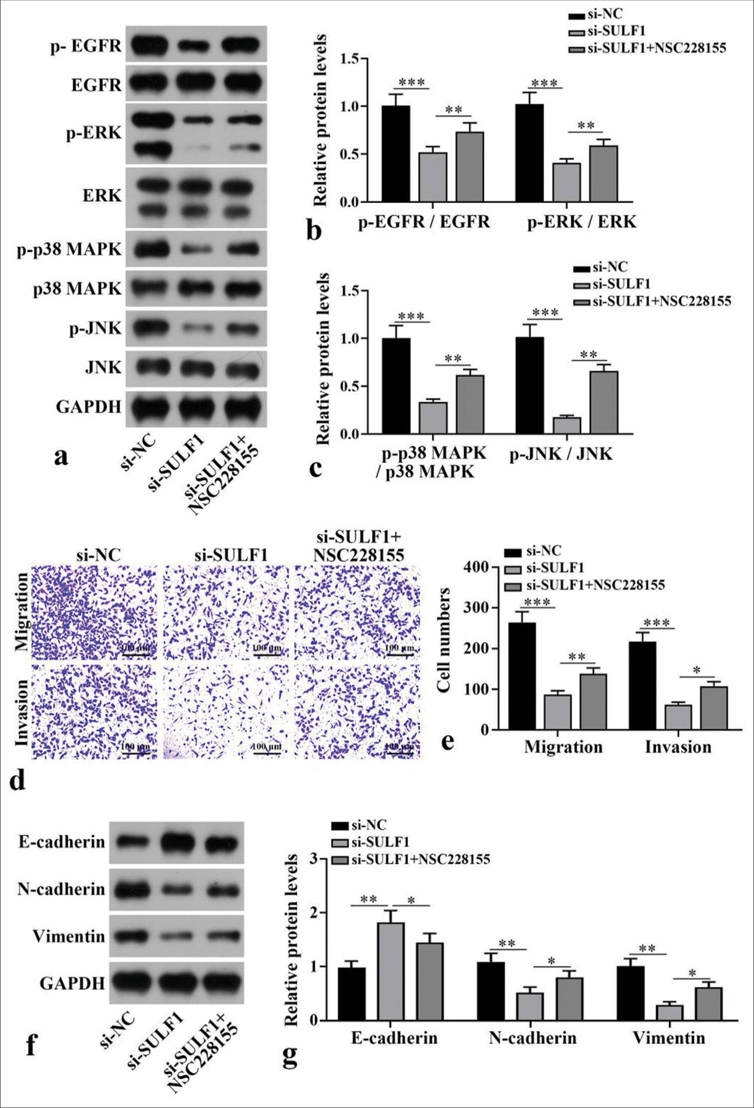 EGFR/MAPK signaling pathway mediates the process by which SULF1 promotes NSCLC cell metastasis. NCI-H1299 cells were treated with EGFR agonist NSC228155. (a-c) EGFR/MAPK signaling pathway-related protein levels measured with Western blot, n = 3. (d and e) Cell migration and invasion levels measured with Transwell assay, n = 3. (f and g) EMT-related biomarkers levels measured with Western blot, n = 3. (*P < 0.05, **P < 0.01, ***P < 0.001. SULF1: Sulfatase 1, siNC: Negative control, si-SULF1: siRNA SULF1, EGFR: Epidermal growth factor receptor, p-EGFR; Phospho-EGFR, ERK: Extracellular signal-regulated kinase, p-ERK: Phospho-ERK, p38 MAPK: P38 mitogen-activated protein kinase, p-p38 MAPK: Phospho-p38 MAPK, JNK: c-Jun N-terminal kinase, p-JNK: phospho-JNK, GAPDH: Glyceraldehyde-3-phosphate dehydrogenase, EMT: Epithelial-tomesenchymal transition).