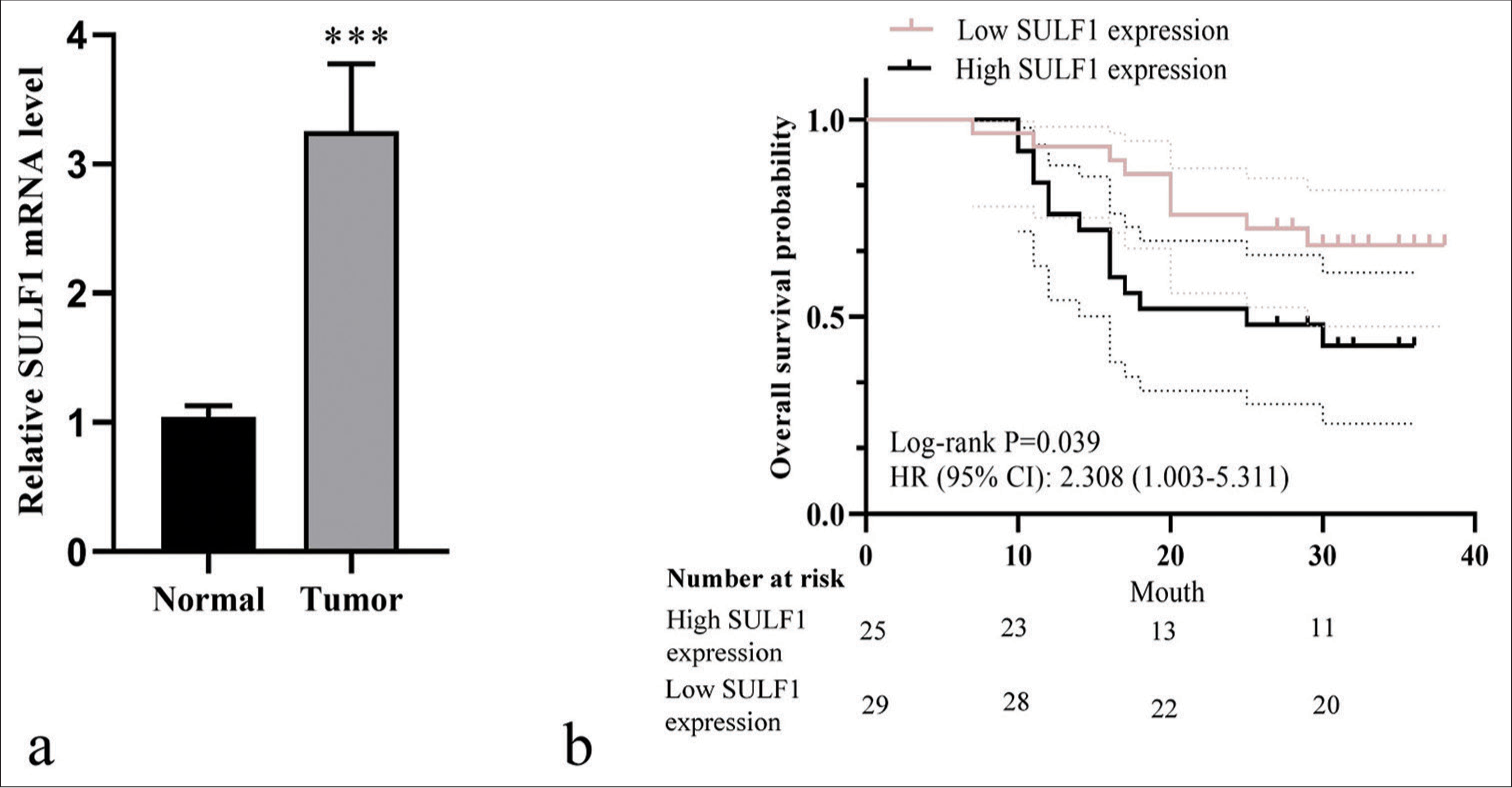 High SULF1 expression was related to poor prognosis in patients with NSCLC. (a) SULF1 level detected through qRT-PCR, n = 54. ***P < 0.001. (b) The Kaplan–Meier curve of high SULF1 expression group (n = 25) and low SULF1 expression groups (n = 29). (NSCLC: Non-small cell lung cancer, SULF1: Sulfatase 1, HR: Hazard ratio, CI: Confidence interval, qRT-PCR: Quantitative real-time polymerase chain reaction).