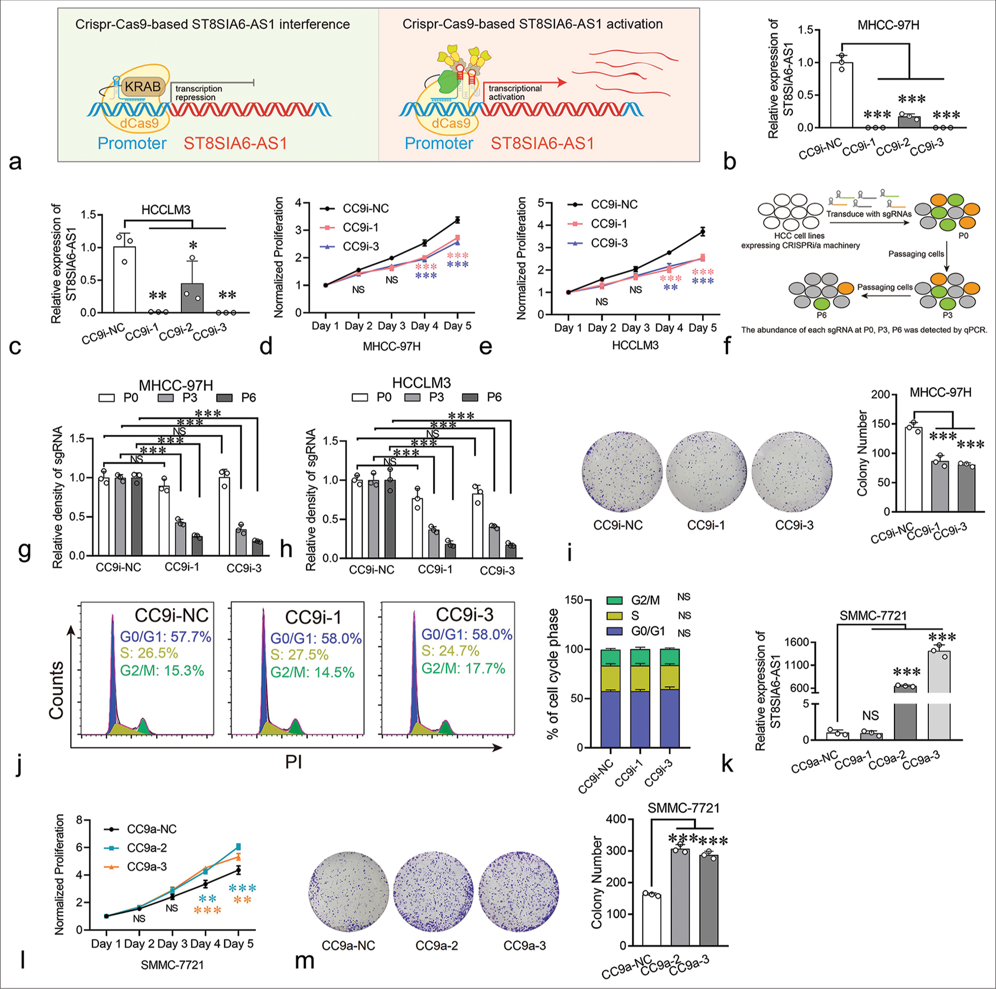 ST8SIA6-AS1 can promote the proliferation of HCC cells in vitro. (a) Schematic illustration of Crispr-Cas9-based transcriptional silencing and activation of lncRNA ST8SIA6-AS1. This figure was independently created by the authors of this article. (b and c) CC9i efficiently downregulated the expression of ST8SIA6-AS1 in MHCC-97H and HCCLM3. (d and e) the growth curve of the HCC cell lines. (f) Experimental scheme for Crispr-Cas9-based cell proliferation competition assay (This figure was independently created by the author using Adobe Illustrator CC 2018). The abundance of sgRNAs in the HCC cell lines was detected at P0 (cell passage number), P3, and P6 through Real-time PCR. (g and h) The abundance of each sgRNA was detected through qPCR in the HCC cell lines at P0, P3, and P6. (i) Colony-forming assay was performed on MHCC-97H. The colonies were counted after 2 weeks of culture. (j) The distribution of the cell cycle phase in MHCC-97H was detected through flow cytometry. (k) CC9a efficiently upregulated the expression of ST8SIA6-AS1 in two of three sgRNAs. (l) The proliferation of SMMC-7721 was detected with a growth curve. (m) The overexpression of ST8SIA6-AS1 increased the colony-forming capacity of SMMC-7721. Error bars, mean ± S.E.M. data were analyzed with ANOVA test. The asterisk indicates that the data have statistical differences, *P < 0.05, **P < 0.01, and ***P < 0.001. (ST8SIA6-AS1: ST8SIA6 antisense RNA 1, NS: No significance, PI: Propidium iodide, CC9i: Crispr-Cas9-based gene interference, NC: Negative control, HCC: Hepatocellular carcinoma, lncRNA: Long noncoding RNAs, sgRNAs: Single-guide RNAs, PCR: polymerase chain reaction, qPCR: Quantitative polymerase chain reaction, CC9a: Crispr-Cas9-based gene activation, S.E.M.: Standard error of the mean, ANOVA: Analysis of variance.)