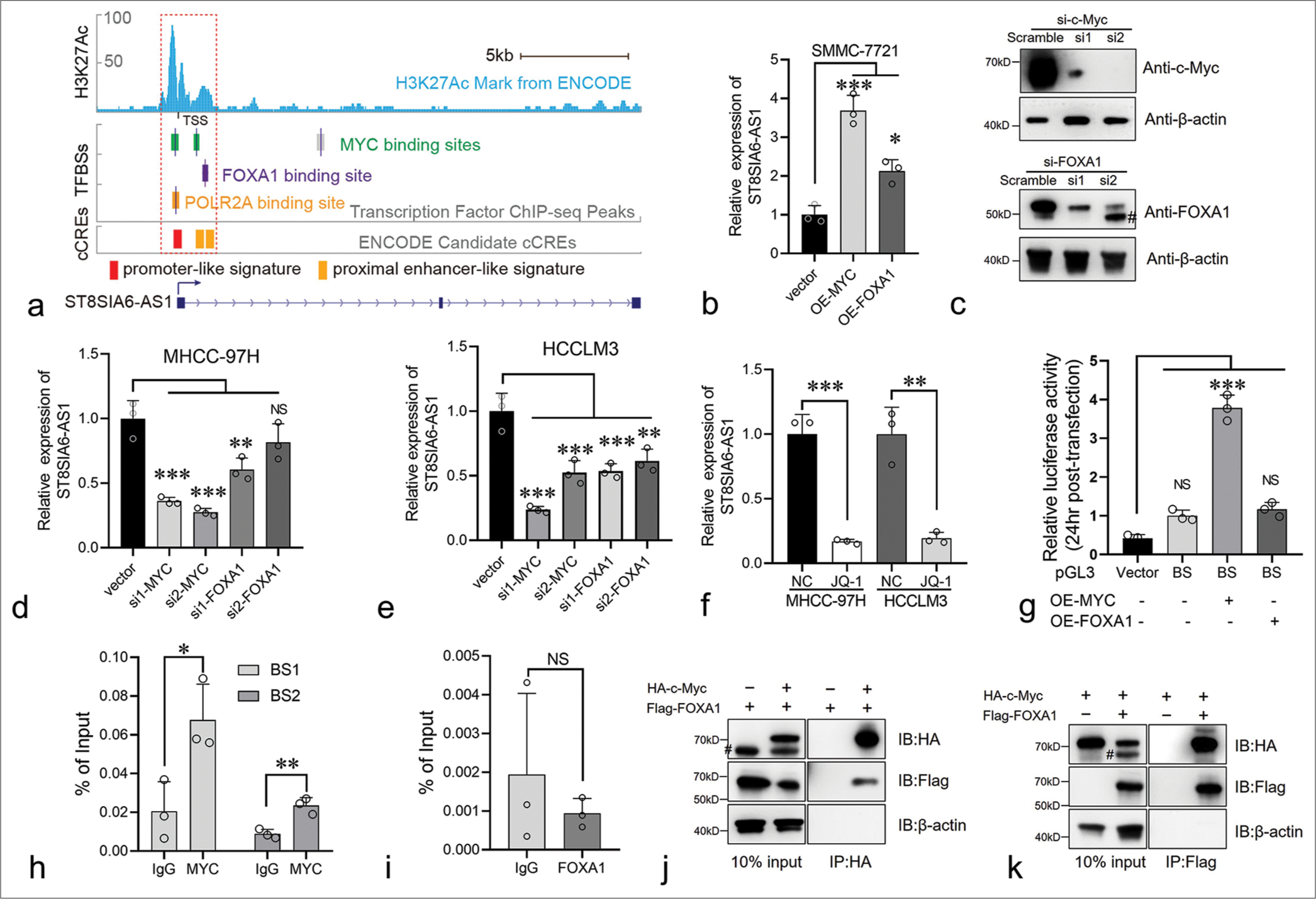 Myc regulates the expression of ST8SIA6-AS1 by binding to its promoter region. (a) Genome browser tracks showing the Myc, FOXA1, and POLR2A binding sites in the ST8SIA6-AS1 gene locus. Data from the ENCODE database. (b) Overexpression of Myc and FOXA1 in SMMC-7721 significantly increased the RNA level of ST8SIA6-AS1. (c) MHCC-97H cells were transfected with negative control Small interference RNA (Scramble) or siRNA targeting c-Myc and FOXA1, immunoblotting analysis was performed. Asterisk, non-specific band. (d and e) SiRNA were used to knock down Myc and FOXA1 in the MHCC-97H and HCCLM3 cells, and the expression level of ST8SIA6-AS1 was detected through qPCR. (f) MHCC-97H and HCCLM3 cells with or without JQ-1 treatment for 24 h and ST8SIA6-AS1 were detected through qPCR. (g) The luciferase reporter plasmid of the binding site was co-transfected with the Myc or FOXA1-expressing plasmid in 293T. Luciferase activity was detected 24 h after transfection. Vector: Luciferase reporter vector control, BS: Plasmid with binding site region (−260 bp to +1489 bp region of the ST8SIA6-AS1 TSS). (h and i). ChIP-qPCR were performed to detect the binding of Myc or FOXA1 on the ST8SIA6-AS1 promoter region. (j and k) co-IP experiments were performed in 293T cells, and antibodies against HA and Flag tags were used. Protein levels were detected through Western blotting. Data were analyzed with Student’s t-test and ANOVA. The asterisk indicates that the data have statistical differences, *P < 0.05, **P < 0.01, and ***P < 0.001. (ST8SIA6-AS1: ST8SIA6 antisense RNA 1, TFBSs: Transcription factor binding sites, cCREs: Candidate cis-regulatory elements, OE: Overexpression, FOXA1: Forkhead box A1, qPCR: Quantitative polymerase chain reaction, BS1: Binding site 1, BS2: binding site 2, TSS: transcription start site, co-IP: Co-immunoprecipitation, ChIP-qPCR: Chromatin immunoprecipitation-quantitative polymerase chain reaction, siRNA: Small interfering RNA, HA-c-Myc: HA-tagged c-Myc, Flag-FOXA1: Flag-tagged FOXA1, #: Non-specific bands. Error bars: Mean ± Standard error of the mean, NS: No Significance, ANOVA: Analysis of variance, ENCODE: Encylopedia of DNA Elements.).