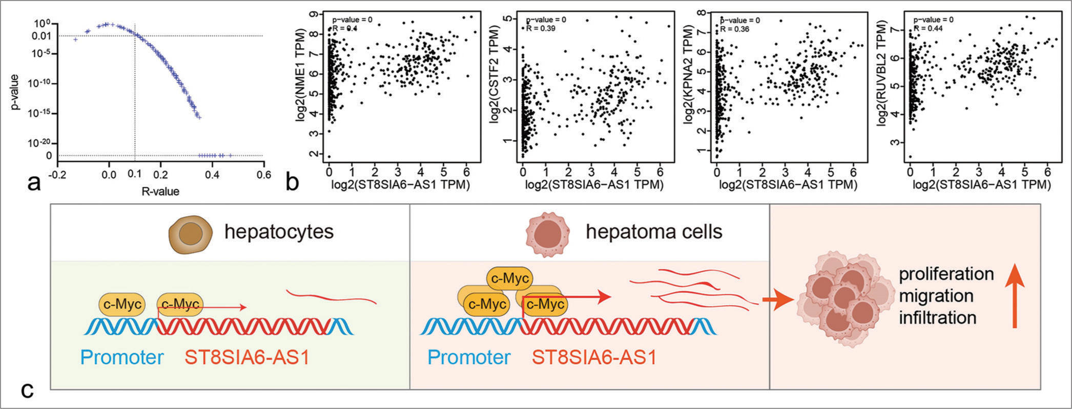 Co-expression relationship between ST8SIA6-AS1 ang Myc target genes. (a) The scatter plot shows the correlation analysis between ST8SIA6-AS1 and 240 Myc target genes in liver tumors and GETx liver tissues (data from GEPIA). The two dotted lines refer to R = 0.1 and P = 0. (b) Representative scatter plots of co-expression between ST8SIA6-AS1 and Myc target genes. (c) Schematic of ST8SIA6-AS1 upregulation in the HCC cells. The transformation of HCC cells caused the upregulation of Myc, promoting the binding of c-Myc proteins to the promoter region, transcriptional activation of ST8SIA6-AS1, and the proliferation, migration, and invasion ability of the HCC cells. (ST8SIA6-AS1: ST8SIA6 antisense RNA 1, TPM: Transcripts per million, HCC: Hepatocellular carcinoma, GEPIA: Gene expression profiling interactive analysis.)