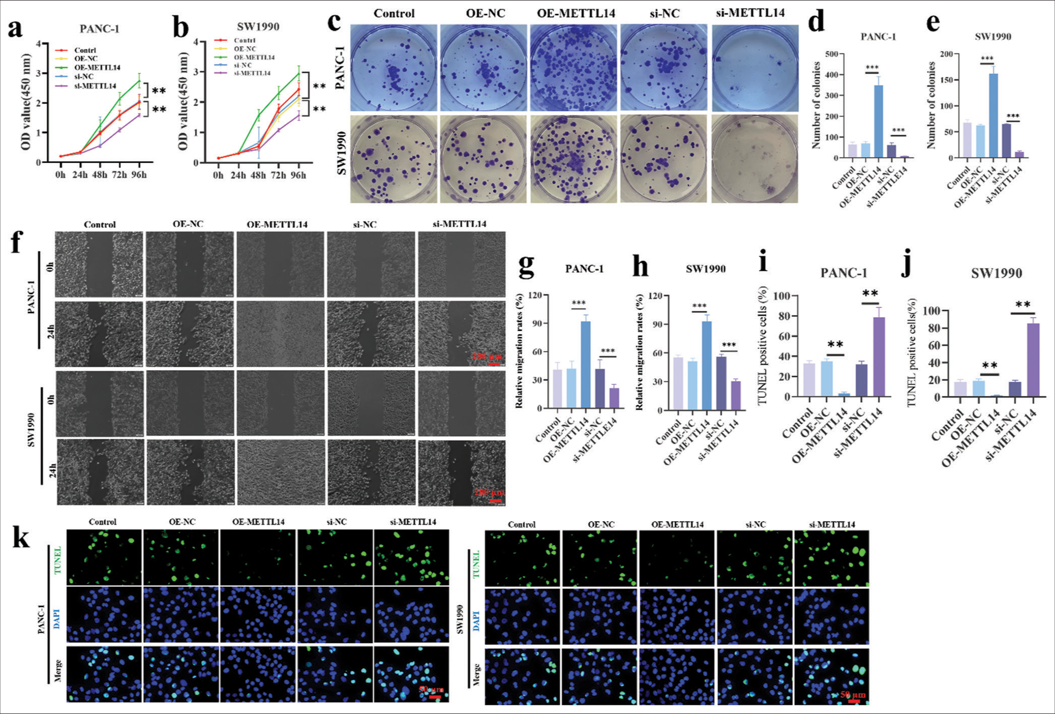 METTL14 promoted the proliferation and migration of pancreatic cancer cells. (a and b) CCK8 assay after silencing and overexpressing METTL14. (c-e) colony formation assay after silencing and overexpressing METTL14 (crystal violet staining). (f-h) wound scratch healing assay after silencing and overexpressing METTL14. Objective: 400×. (i-k) TUNEL assay after silencing and overexpressing METTL14s. Objective: 400×. n = 3, **P < 0.01, ***P < 0.001. (TUNEL: Terminal deoxynucleotidyl transferase-mediated dUTP nick end labeling, DAPI: 4’,6-diamidino-2-phenylindole, METTL14: Methyltransferase-like 14).