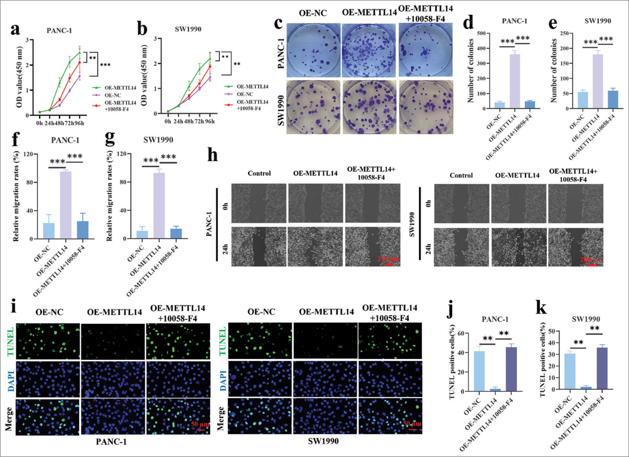 Effect of c-Myc inhibitor (10058-F4) on METTL14 overexpressed pancreatic cancer cells. (a and b) The 10058-F4 treatment of METTL14 overexpressed cells was analyzed by CCK-8 assay. (c-e) The 10058-F4 treatment of METTL14 overexpressed cells was analyzed by colony formation assay (crystal violet staining). (f-h) The 10058-F4 treatment of METTL14 overexpressed cells was analyzed by wound scratch healing assay. Objective: 400×. (i-k) The 10058-F4 treatment of METTL14 overexpressed cells was analyzed by TUNEL assay. Objective: 400×. n = 3, **P < 0.01, ***P < 0.001. (METTL14: Methyltransferase-like 14, TUNEL: Terminal deoxynucleotidyl transferase-mediated dUTP nick end labeling, DAPI: 4’,6-diamidino-2-phenylindole).