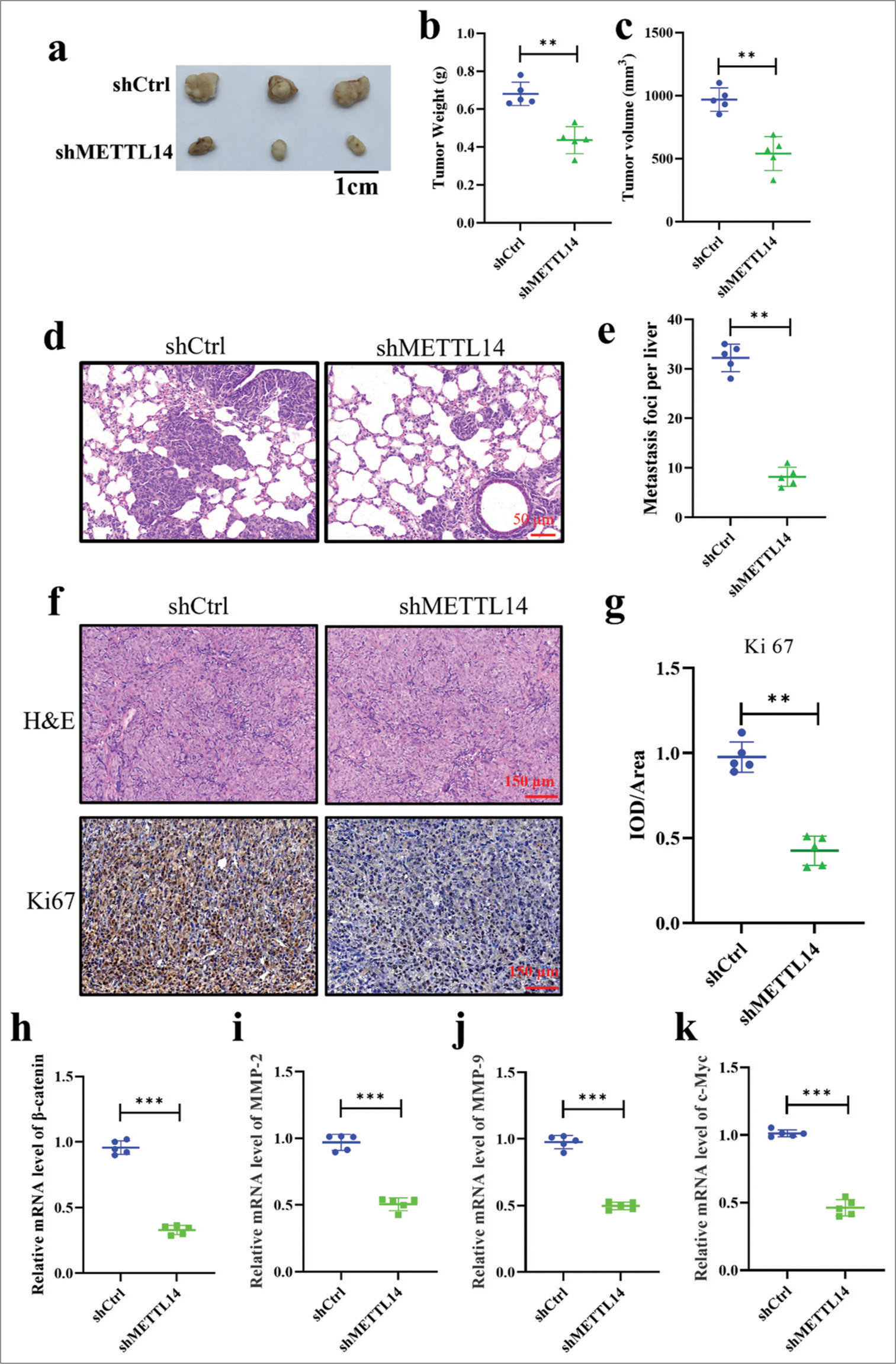 METTL promoted tumor growth and metastasis of PANC-1 in vivo. (a-c) Difference between tumor size and weight after METTL14 knockdown. (d-e) The lung metastases between METTL14 knockdown and control groups. Objective: 400×. (f-g) H&E and IHC of Ki-67 expression between METTL14 knockdown and control groups. Objective: 400×. (h-k) messenger RNA level of b-catenin, MMP-2, MMP-9, and c-Myc. n = 5, **P < 0.01, ***P < 0.001. (H&E: Hematoxylin-eosin, c-Myc: Myc proto-oncogene, MMP: Matrix metalloproteinase).